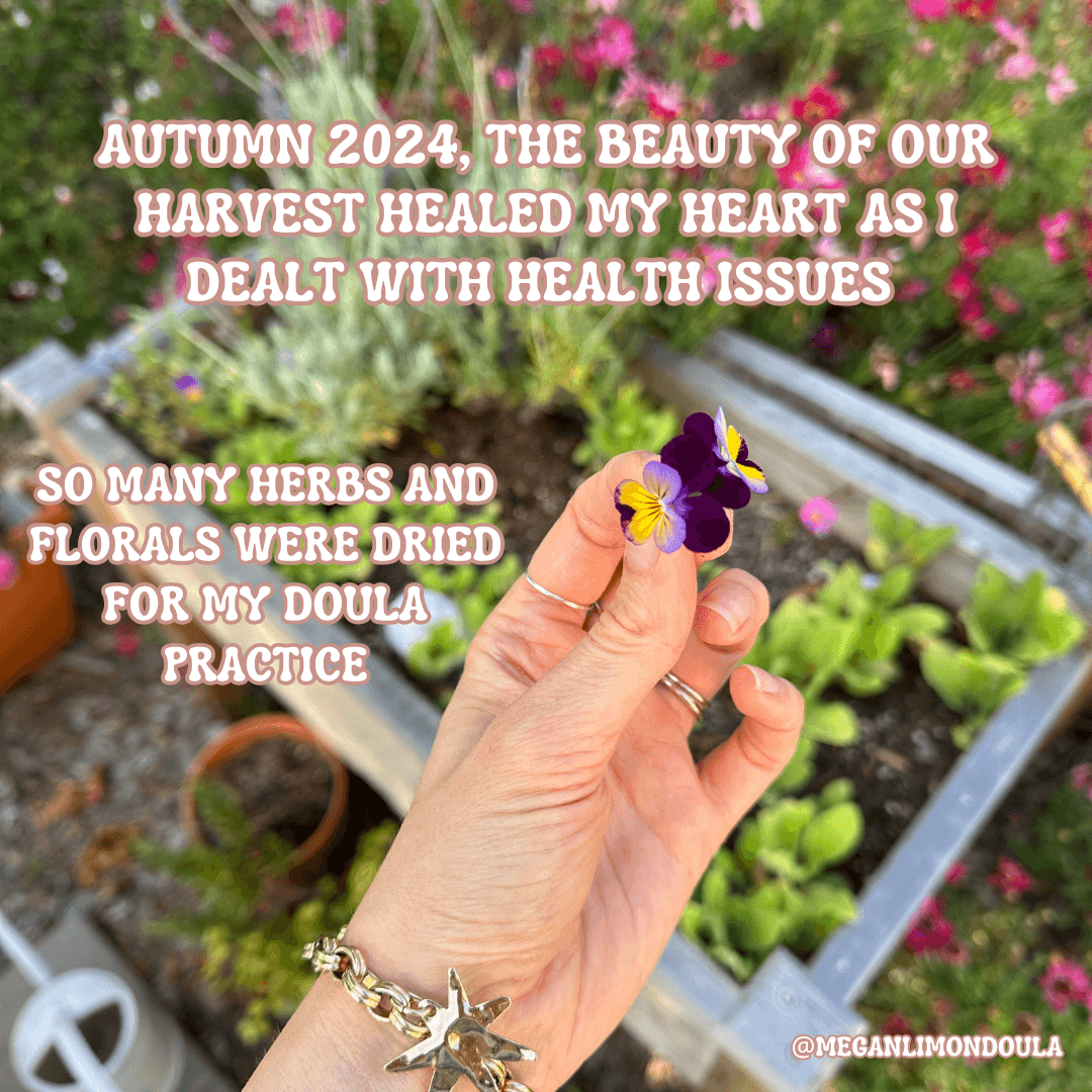 hand holding pansy flower over raised garden bed