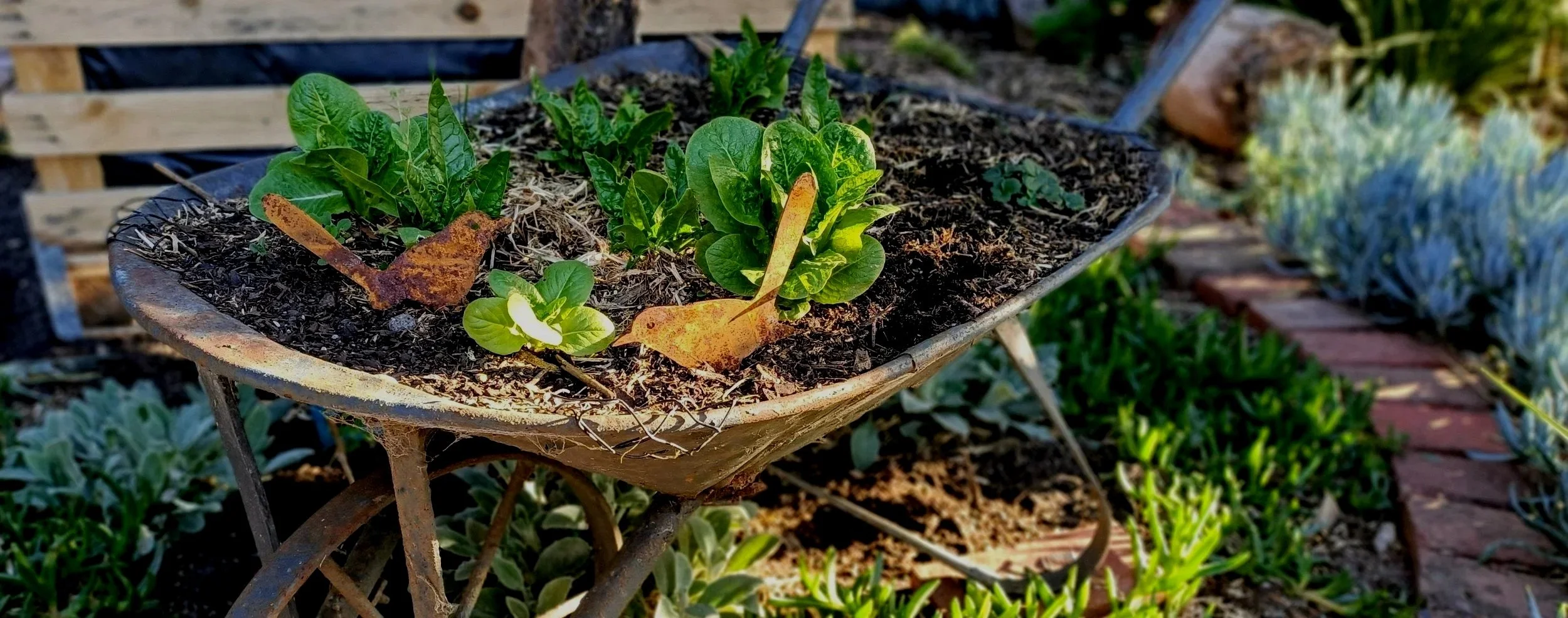 Wheelbarrow filled with fresh garden plants and soil, representing therapeutic gardening at My Garden Space Melbourne