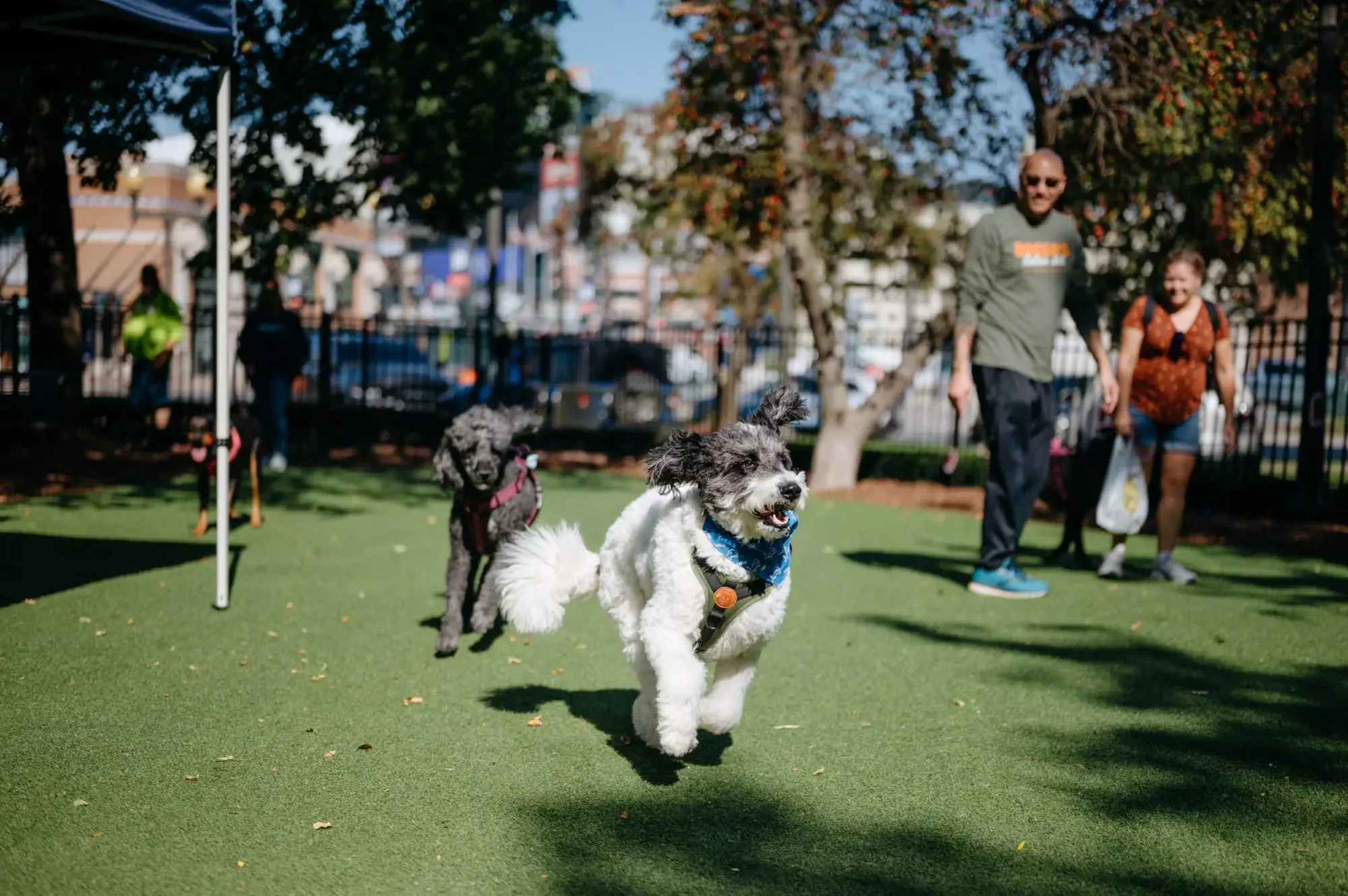 Dog Park TAILgate