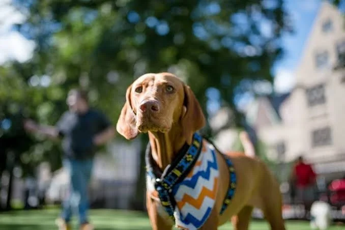 Bark-B-Q—Grand Circus Park Dog Park