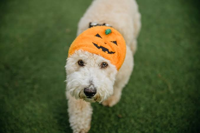 Howl-O-Ween 