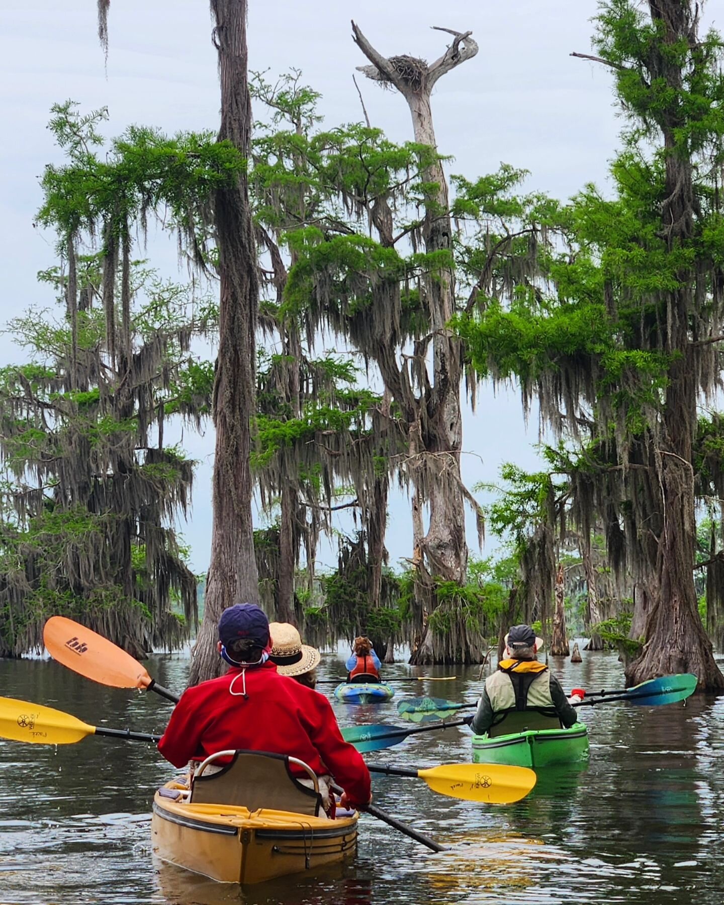 A wonderful kayak adventure out in Lake Martin, Louisiana as Guide Sweep for Janenne @ducinaltumkayak! With guests from England and from Conneticut, we paddled through the dreamy Louisiana Cypress and Tupelo trees and saw a lot of colorful birds, all