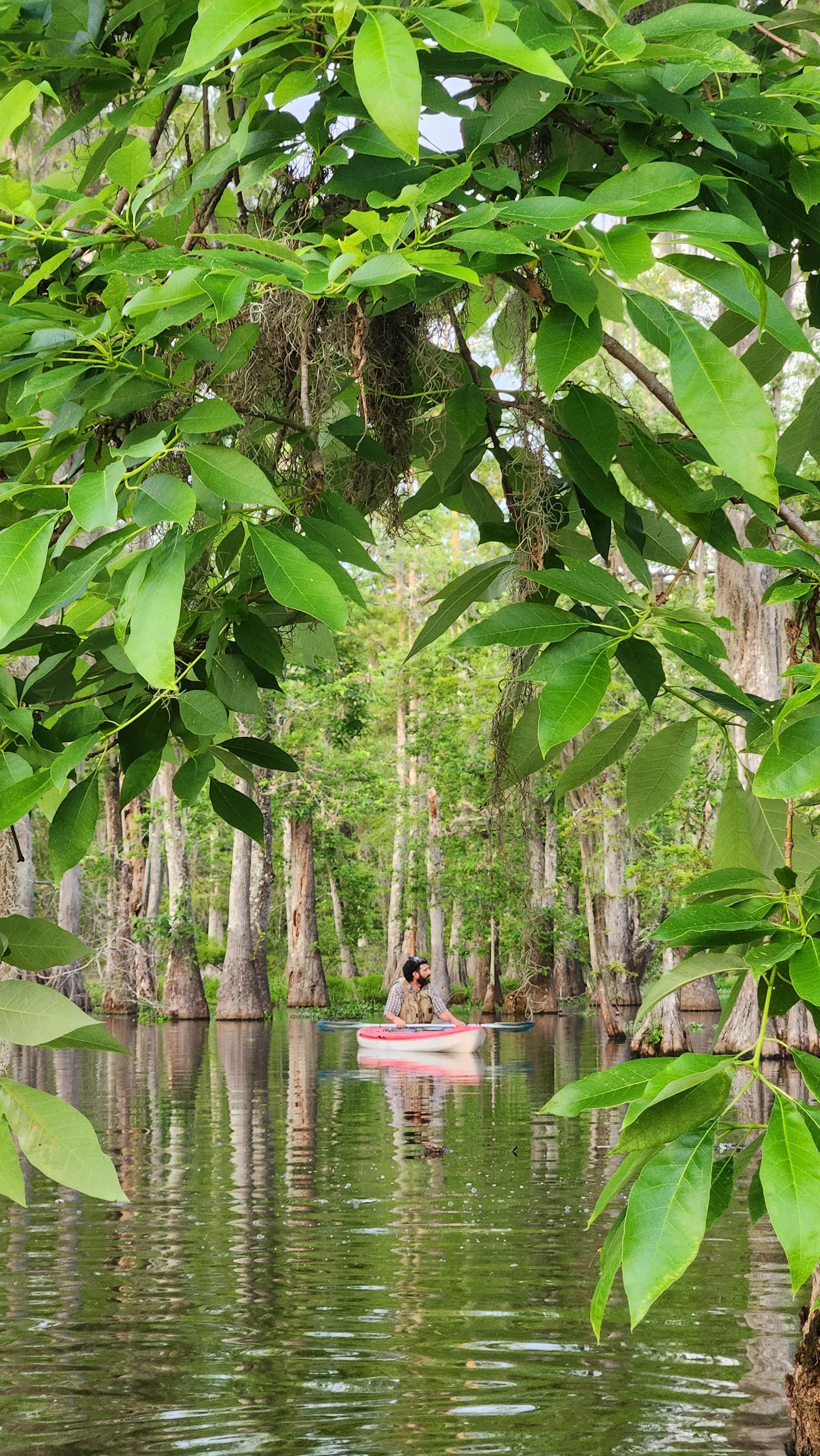 Kayak Swamp Tour Lake Martin, Breaux Bridge, Louisiana