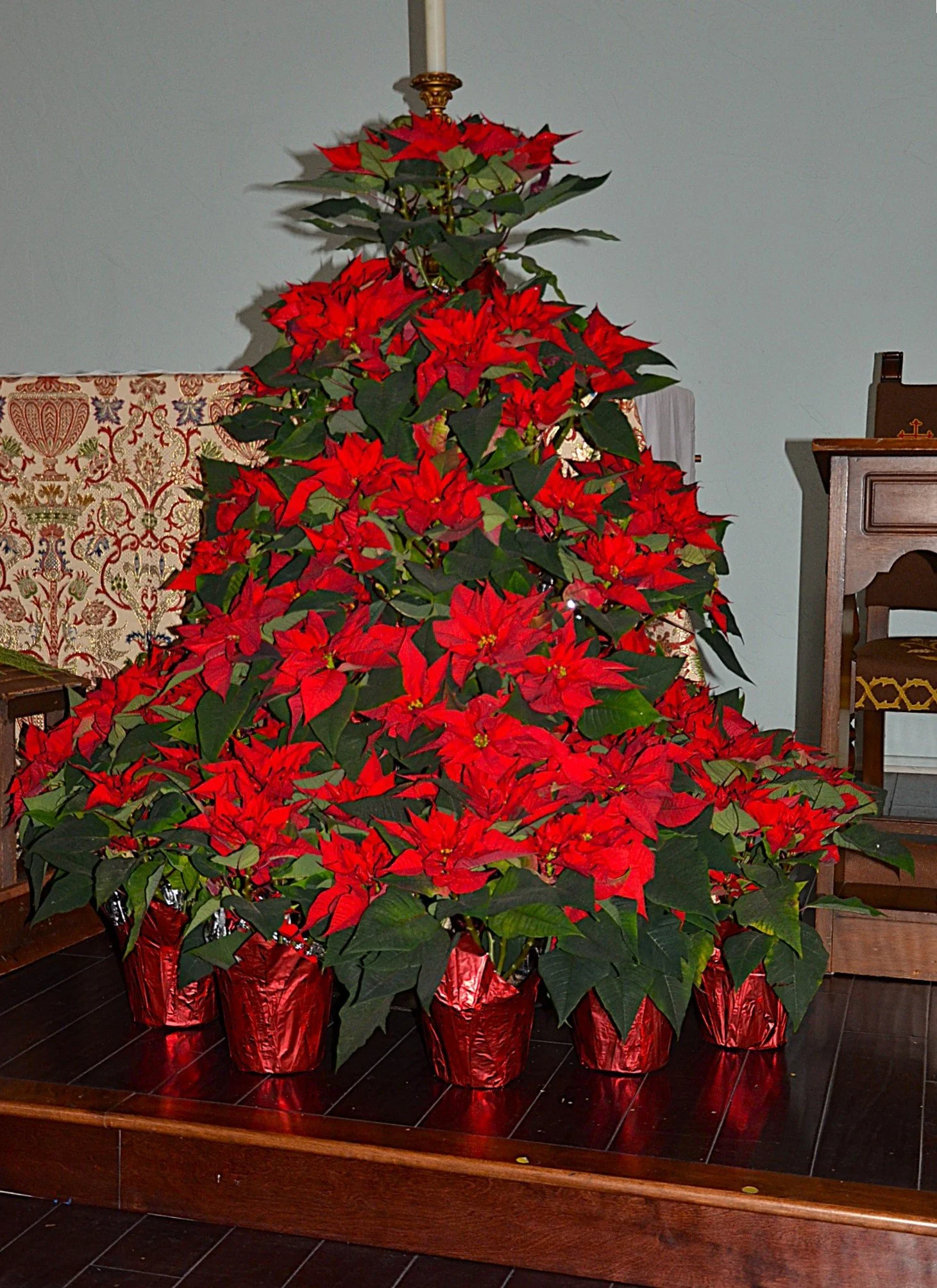 poinsettias.JPG