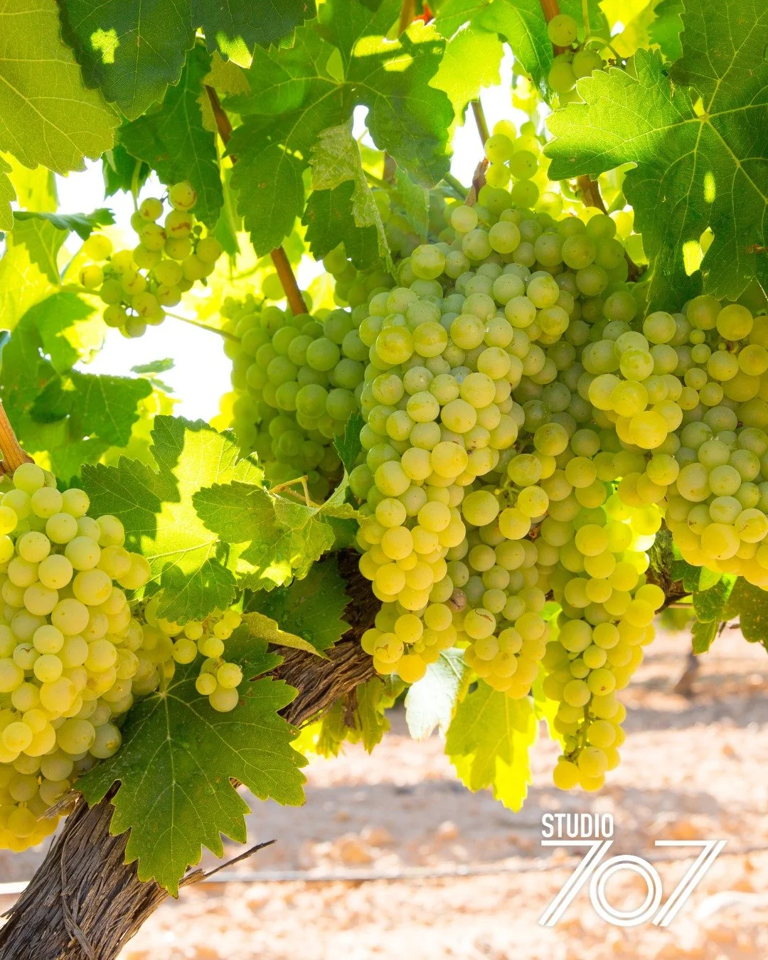 It's harvest season in Napa and white wine grapes are officially on the move. Let's raise a glass to the start of it all.

.

.

.

.

#studio707 #napa #napavalley #hospitality #drinklocal #local #wine #wineglasses #winelover #glassware #wineetiquett
