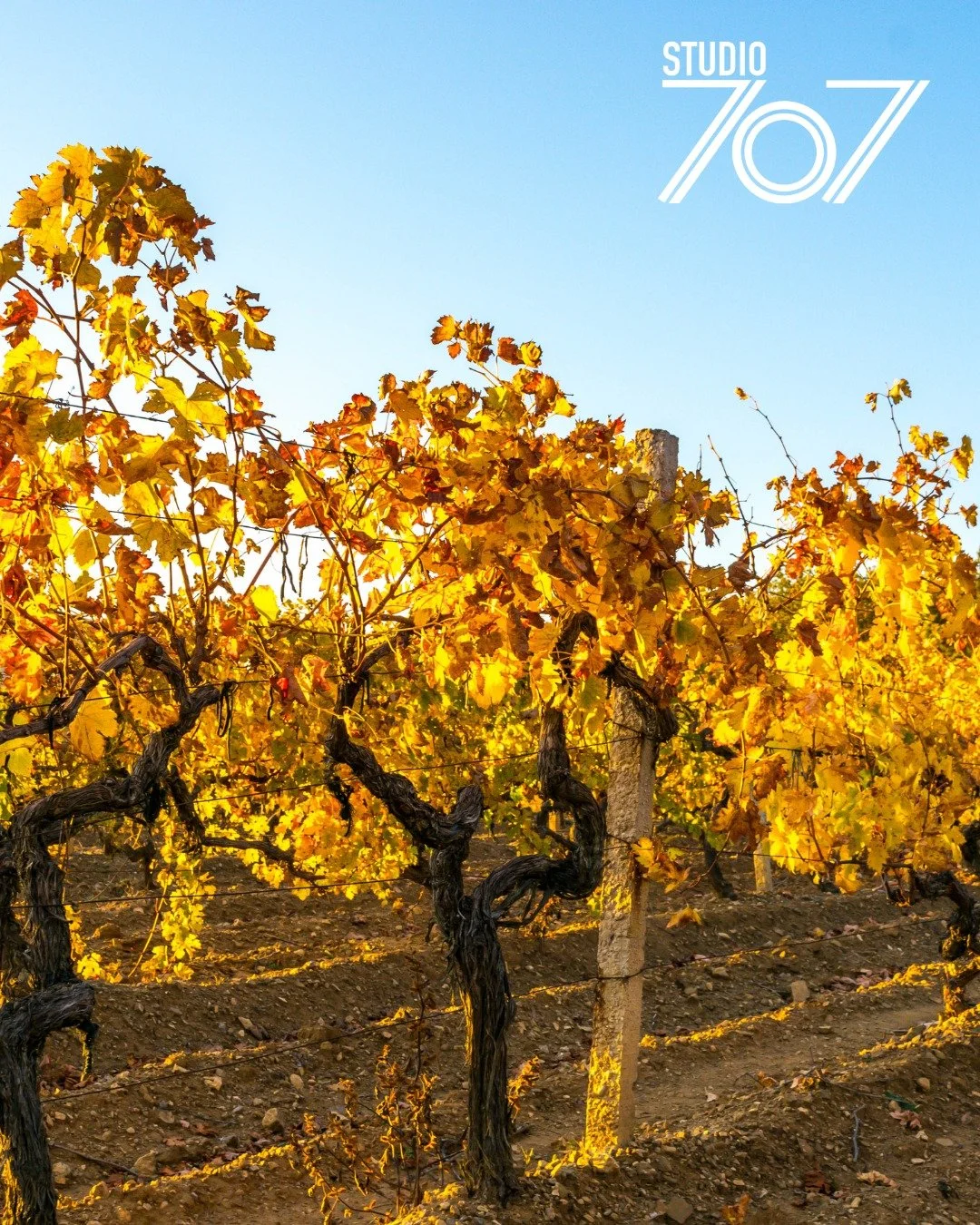 When the vines turn this shade of gold, it&rsquo;s impossible not to feel inspired. Fall in California wine country means golden light, new projects, and fresh energy in everything we do.
.
.
.
.
#studio707 #napa #napavalley #hospitality #drinklocal 