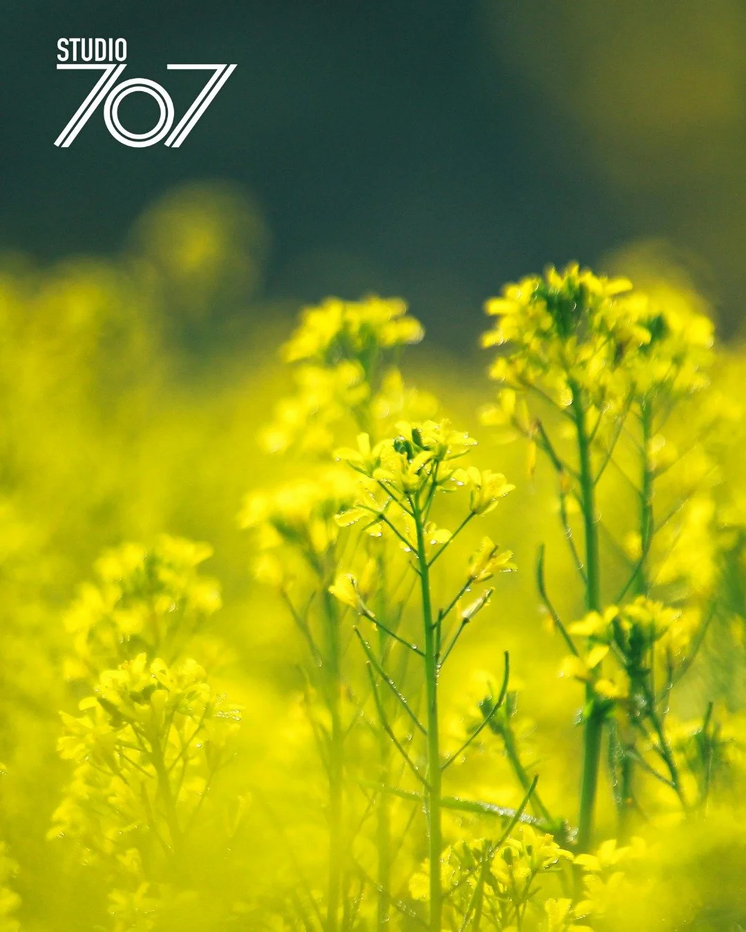 The vines are resting, but the mustard is waking up.