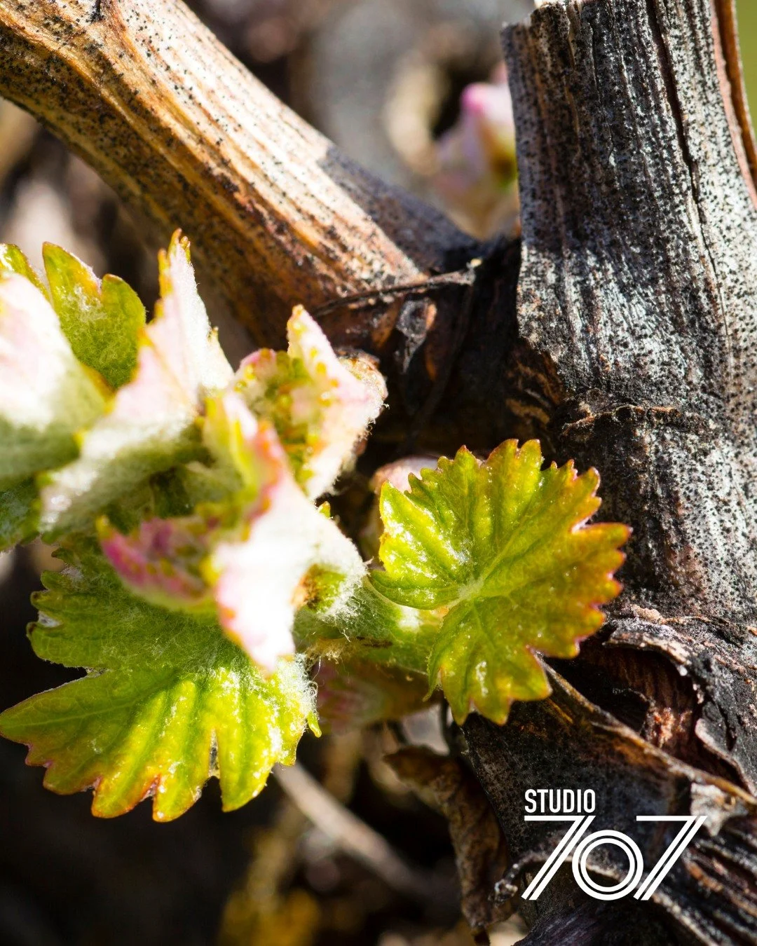 Bud break is here.
Tiny leaves, fresh growth, and the quiet start of a brand new vintage. It&rsquo;s one of those moments that reminds us something special is already in the works.
