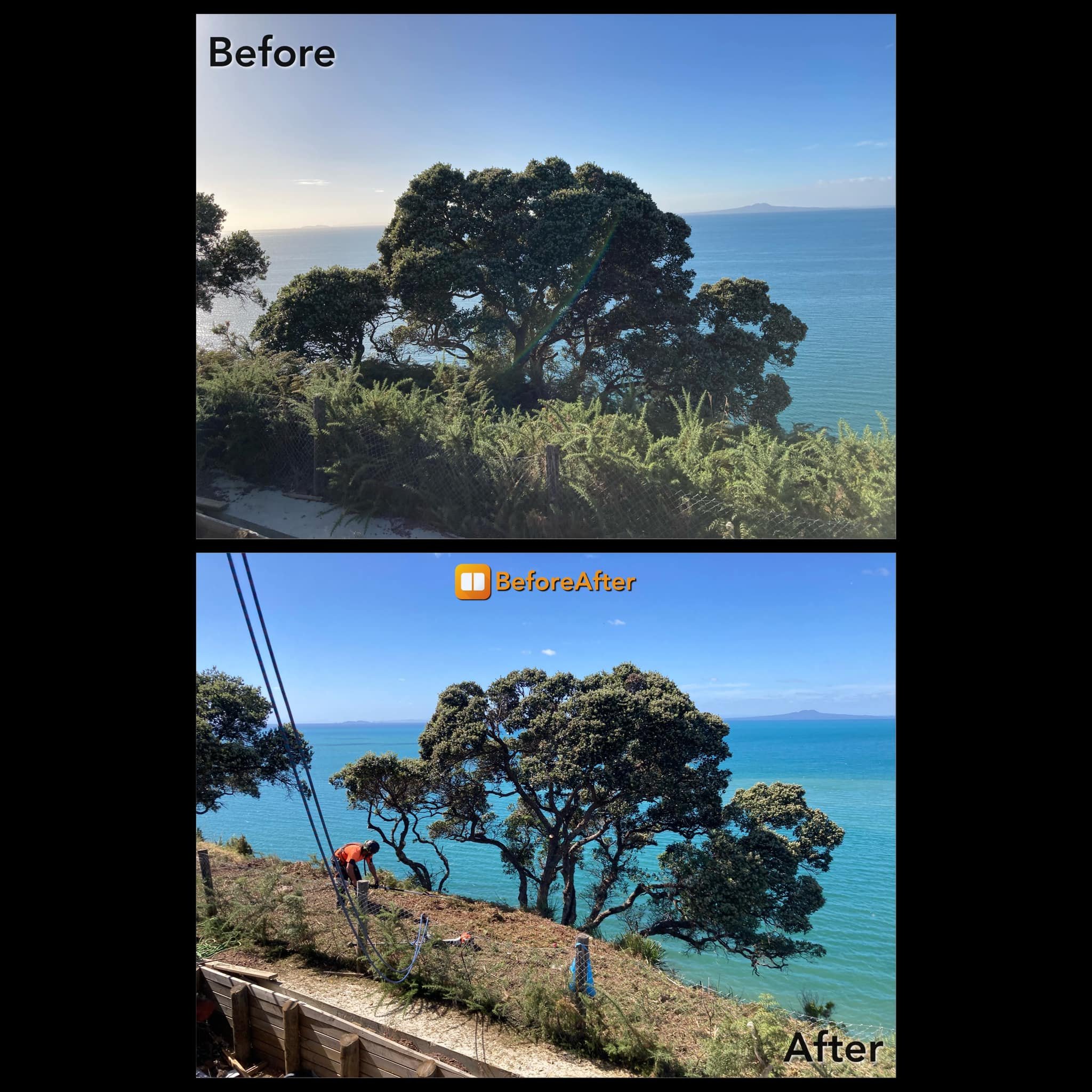 Comparison of a landscape before and after pruning: the top shows a large tree overlooking the ocean with dense undergrowth, labeled 'Before'; the bottom shows the same view after trimming with clearer space beneath the tree, labeled 'After'
