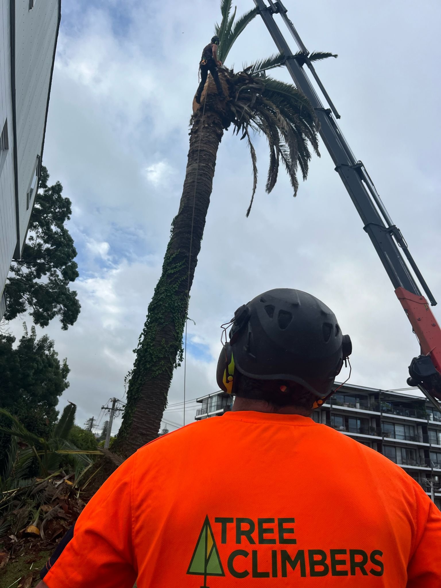 A worker from Tree Climbers stands in foreground wearing a black helmet and bright orange shirt, observing a worker who is cutting down a tall palm tree using a crane. The palm tree is partially cut and hanging from the crane's arm, with buildings an