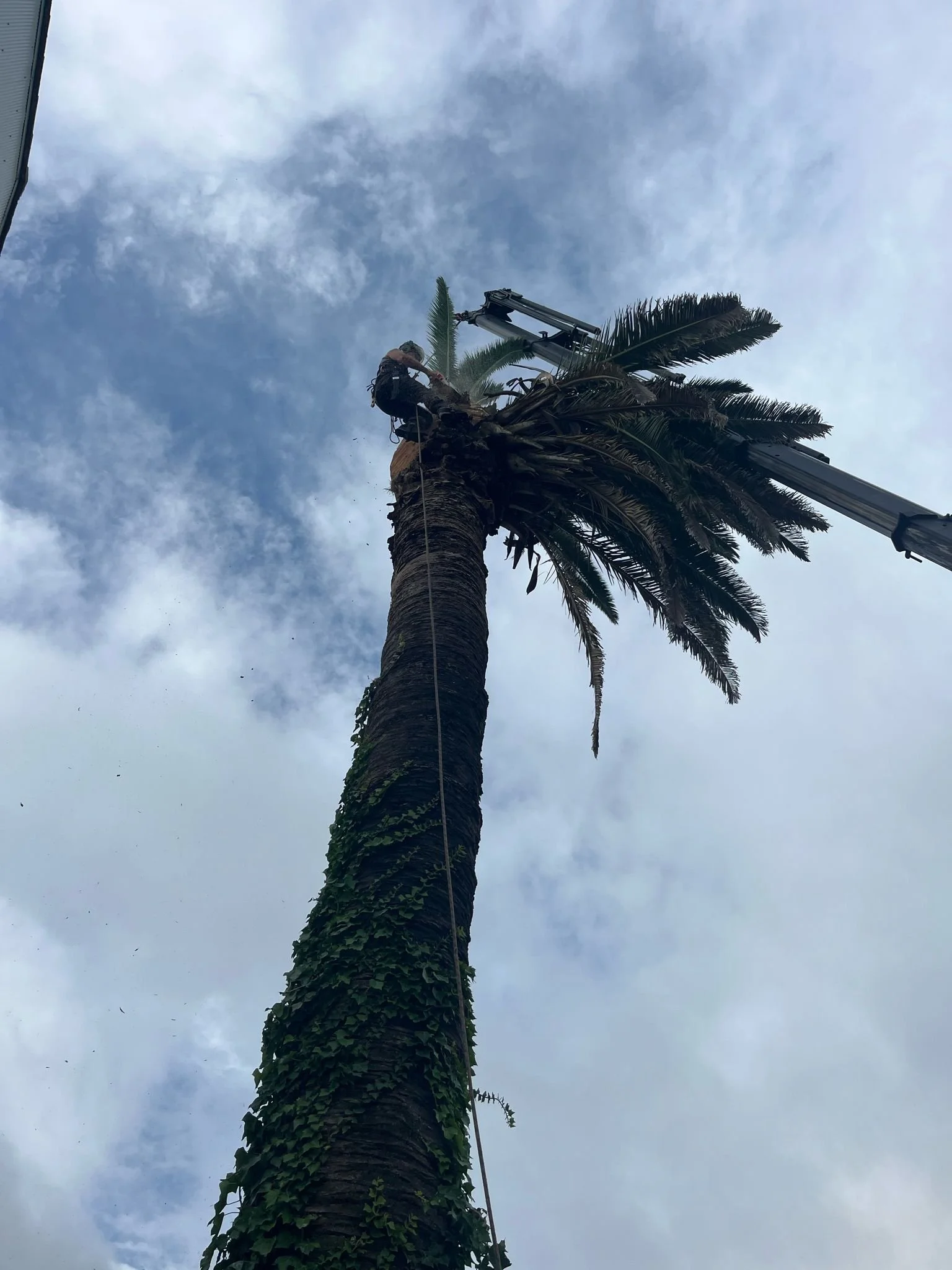 palmlift.jpeg
