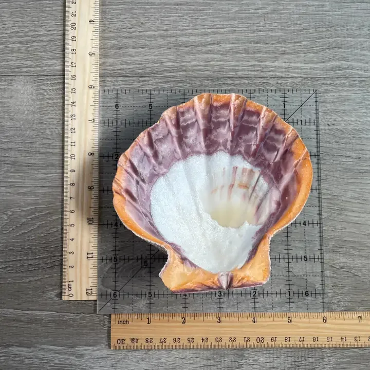 Sea Shell II.webp