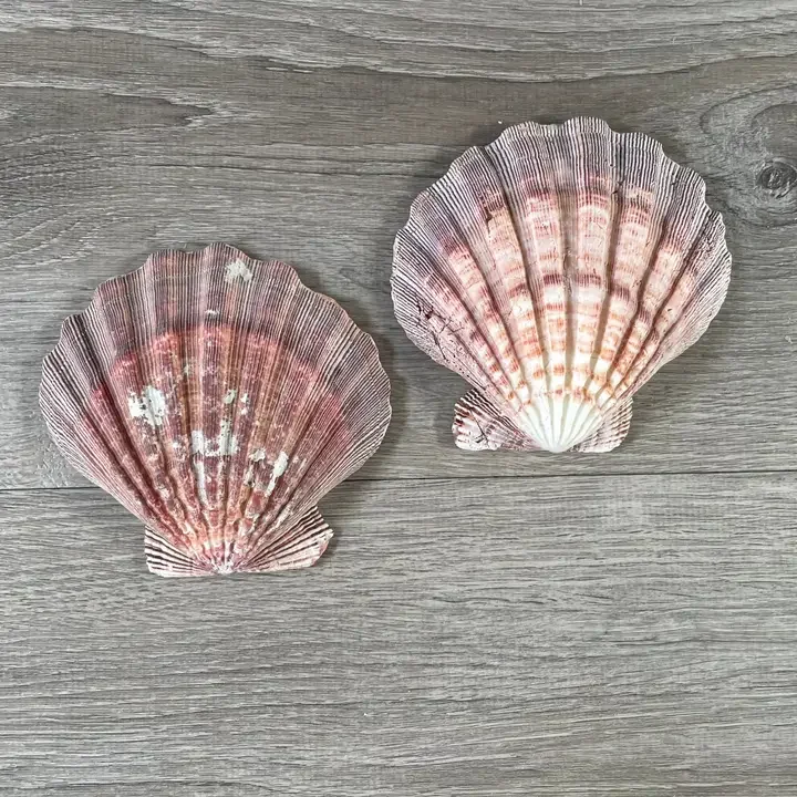 Sea Shell I.webp
