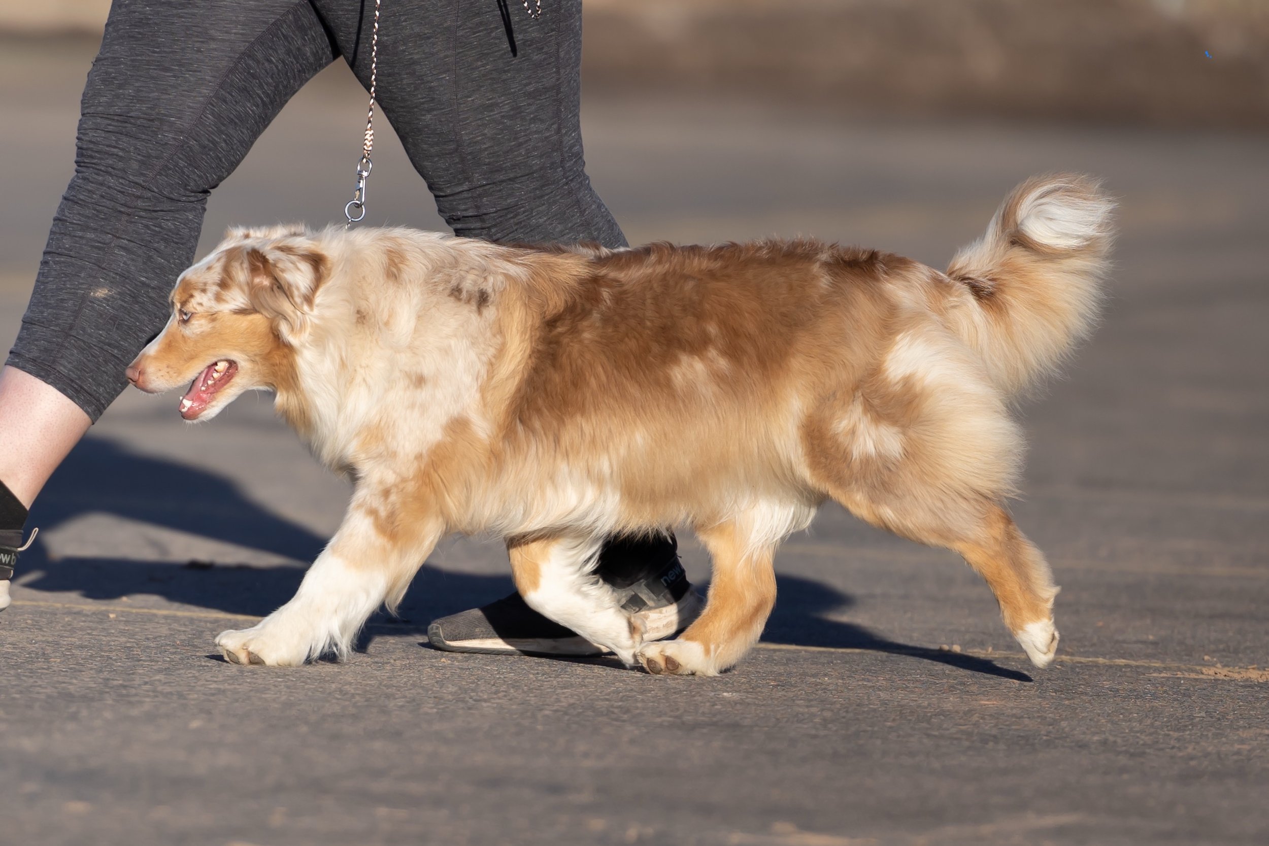 Red merle Miniature American Shepherd with a tail side gait. Mini Aussie with a tail, side gait.