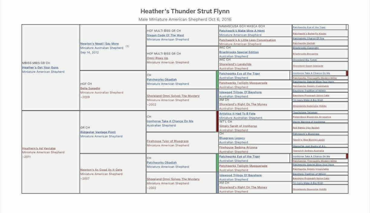A detailed pedigree chart for Heather's Thunder Strut Flynn, a male miniature American Shepherd, showing lineage from various ancestors across multiple generations with names and birth years.