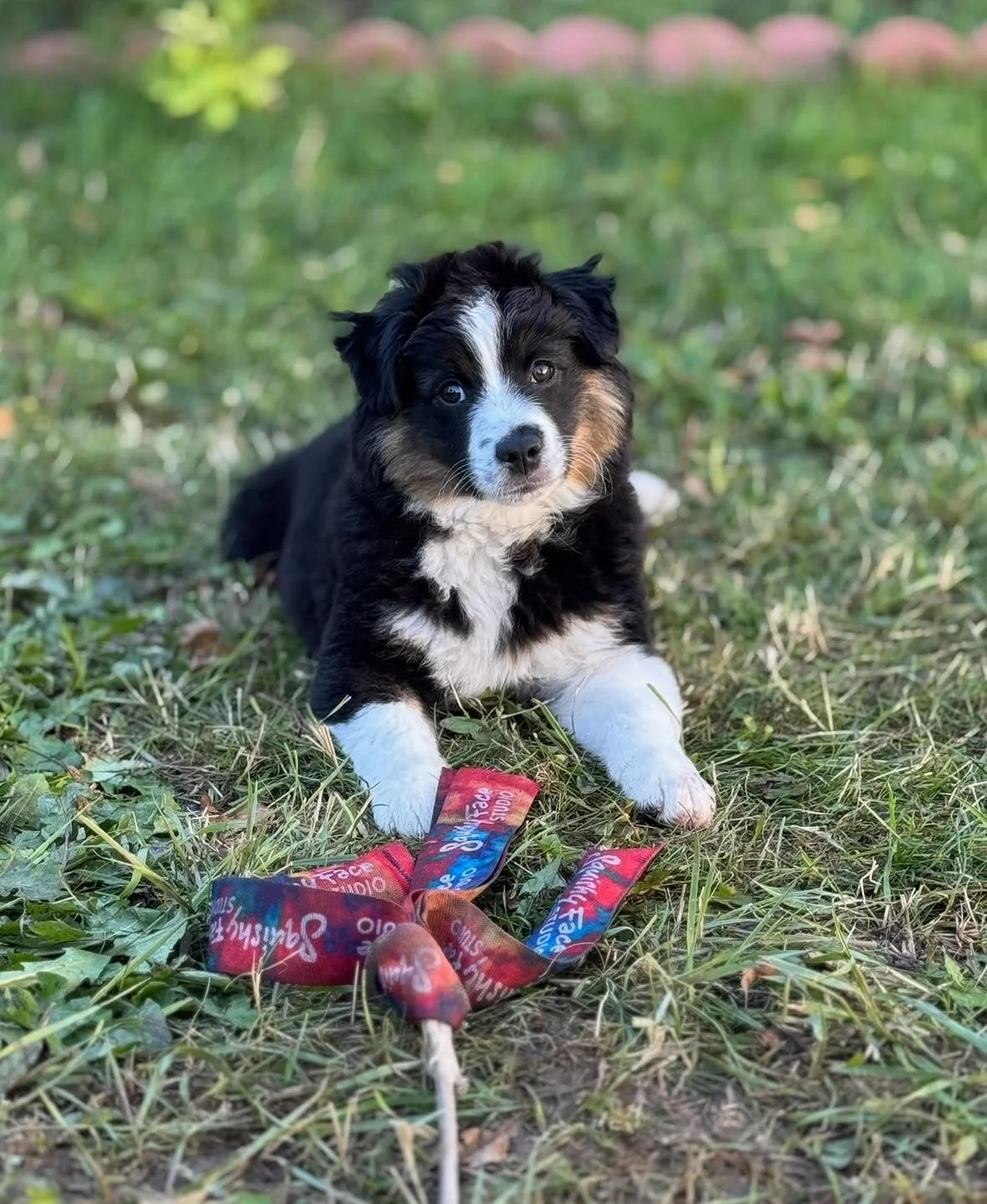Pupdate from Piglet! Formerly Dream from our nap time litter. She is just beautiful 😍