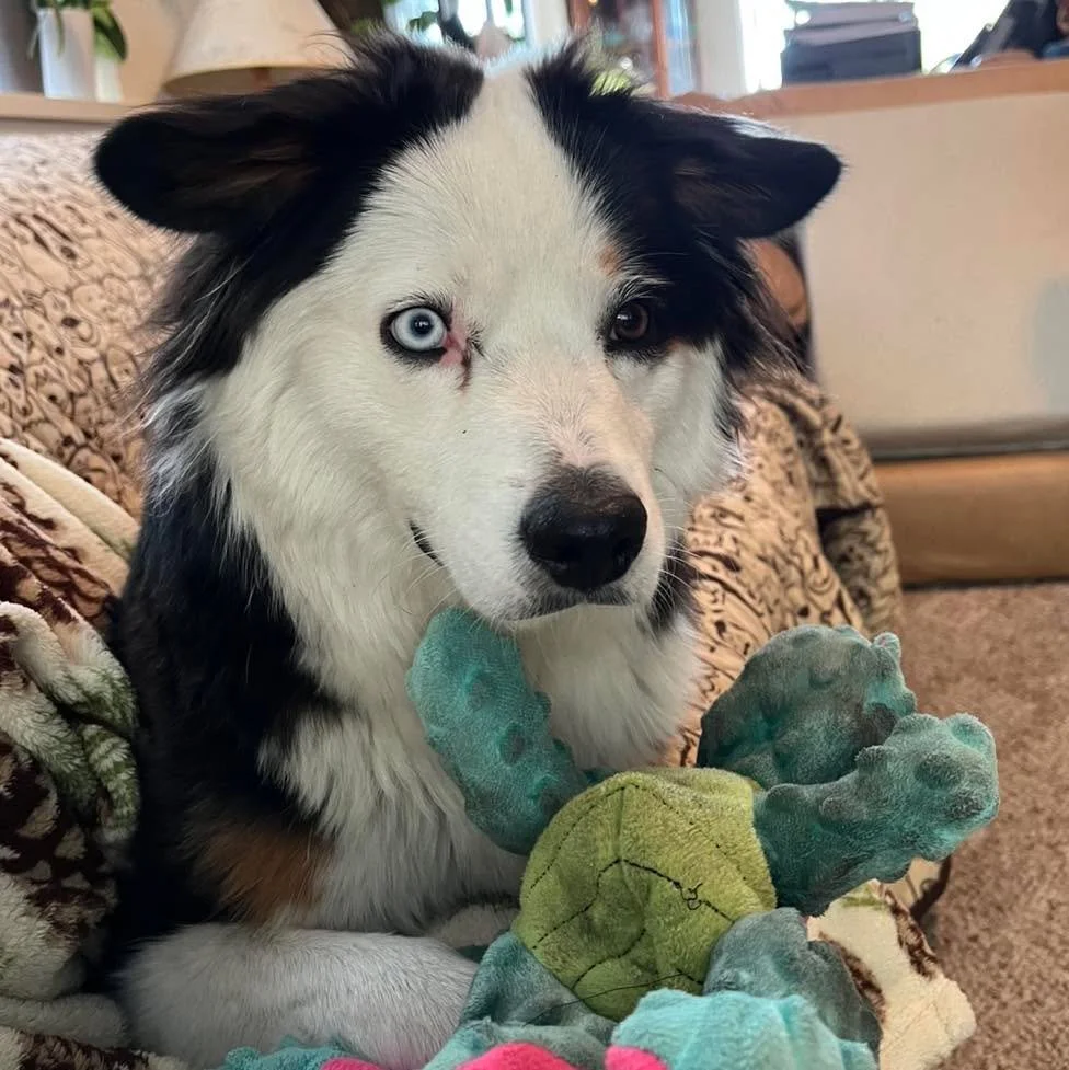 This is Alosa, formerly Greta from our Topper x Autumn Vintage Chic litter. She is a full sister to our Vivian - just younger. She has started agility with her mom and looks like she is having a blast! Also, she has the most beautiful eye liner 😍