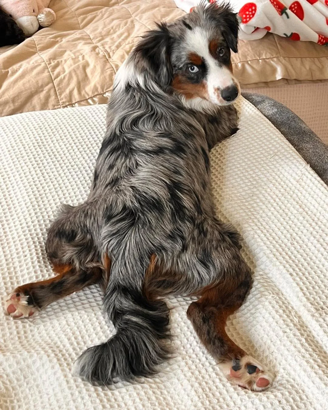 Updates from Bloom, now Dixie, and Cyrus, now Wini. These girls are litter mates to our Isla from our Ken x Stevie Spring litter. I can’t believe how fast time flies 🥲🥰
I may be doing this cross again, in the future. I love love love this cr