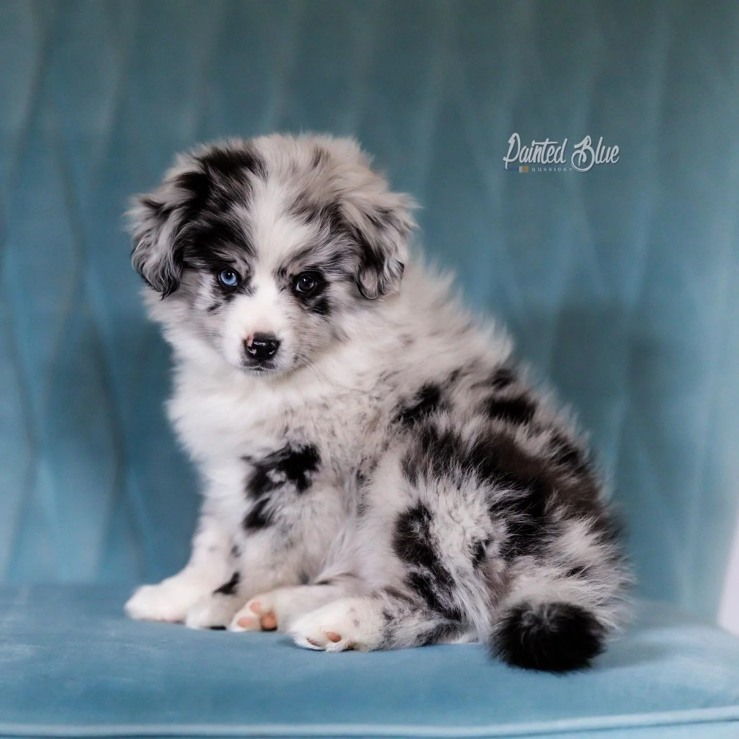 Puppies like this don’t stay available for long. Our deposit families always get first choice.
Every now and then, a puppy draws a lot of attention, and I completely understand why. While I appreciate the excitement certain puppies can create,