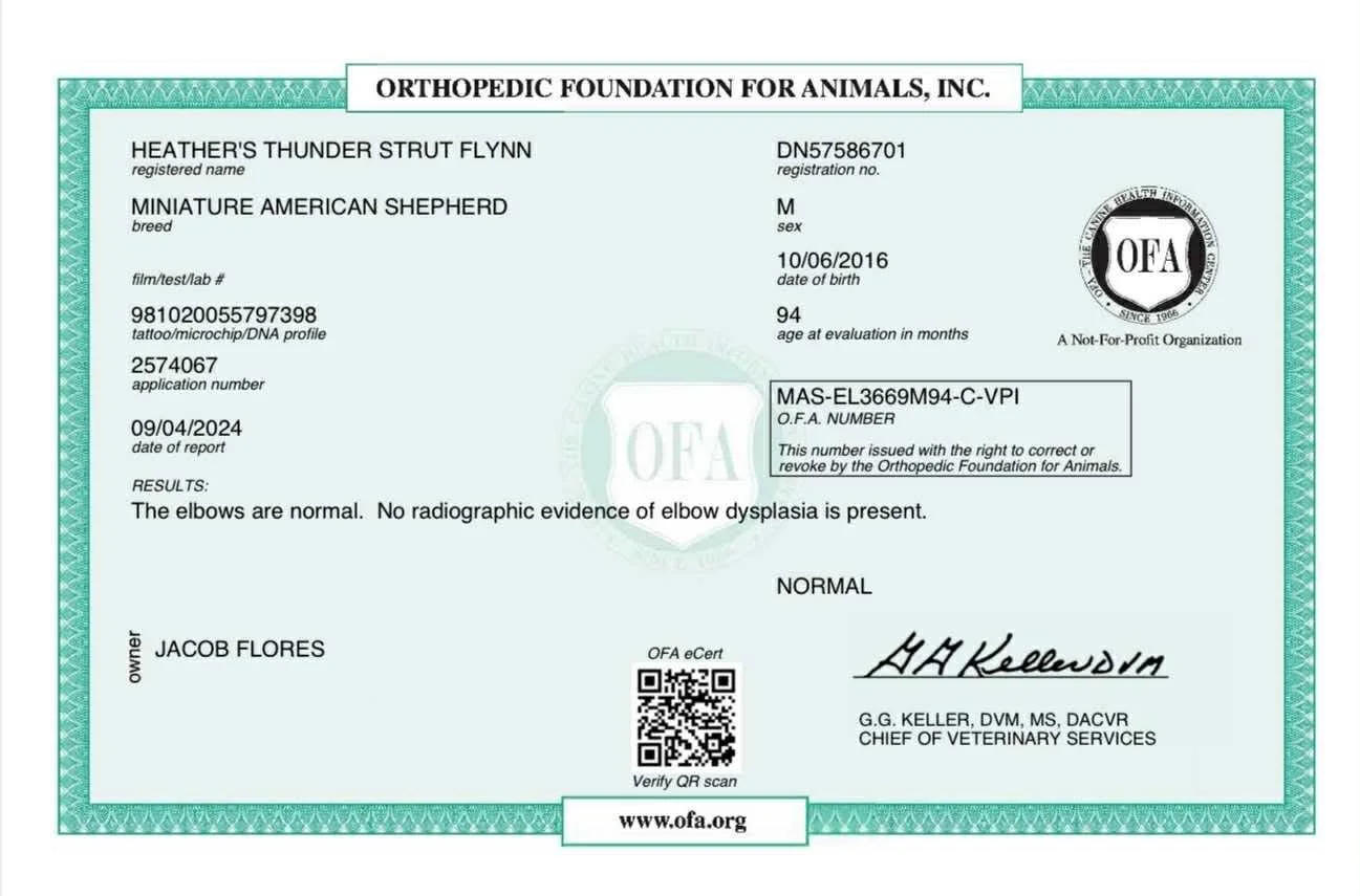 Certification document from the Orthopedic Foundation for Animals for a Miniature American Shepherd named Heather's Thunder Strut Flynn, showing details of breed, sex, date of birth, and health results, with owner's name Jacob Flores and signature of a veterinarian.