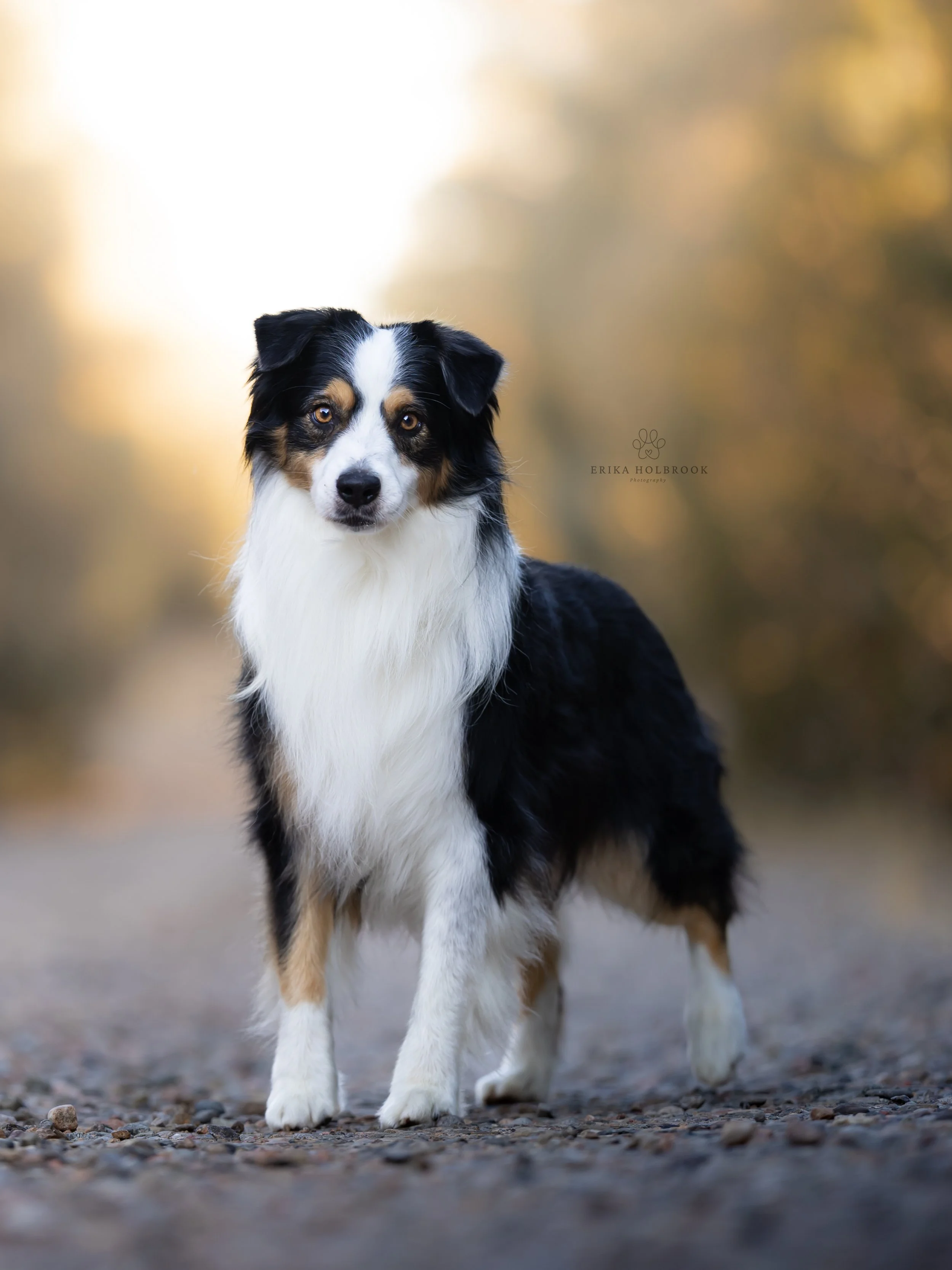 A close-up photo of a Miniature American Shepherd dog standing on a gravel path with blurred autumn trees in the background. Also called a Mini Aussie.