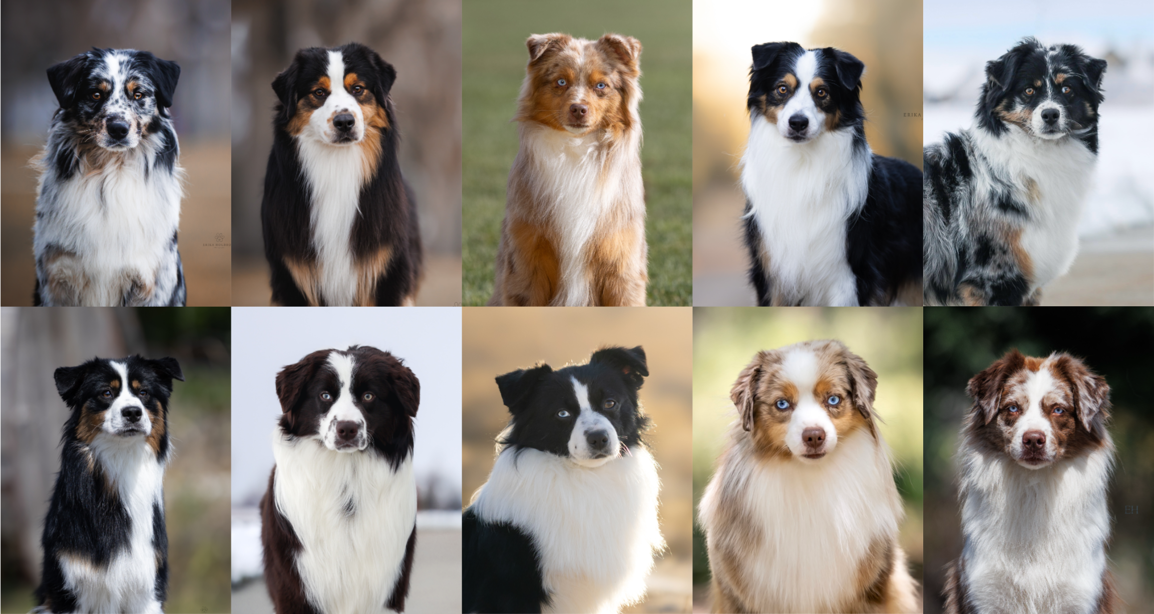 Comparison photos of Miniature American Shepherd male head types and ear sets.