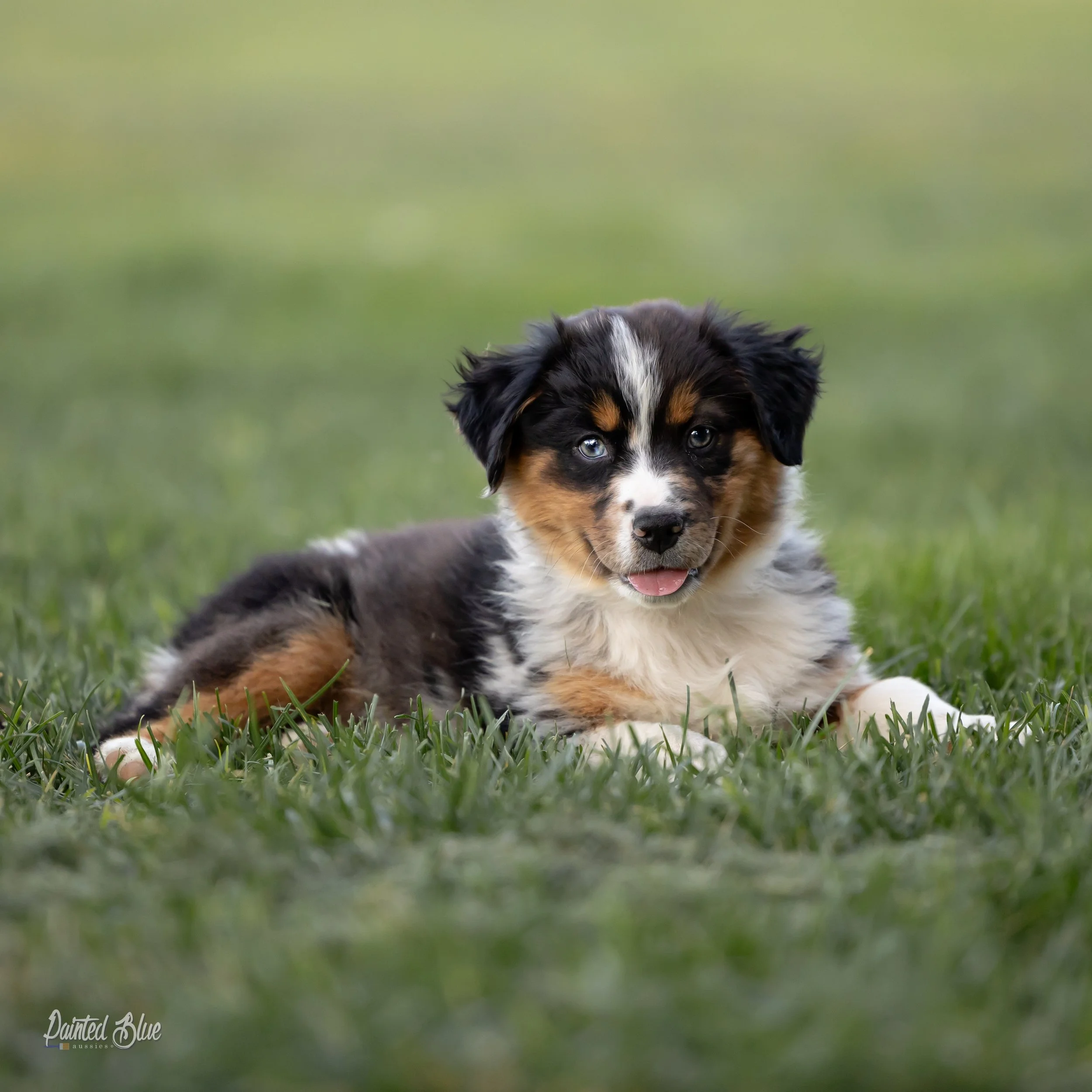 Do Toy Aussies Shed? Unveiling the Truth