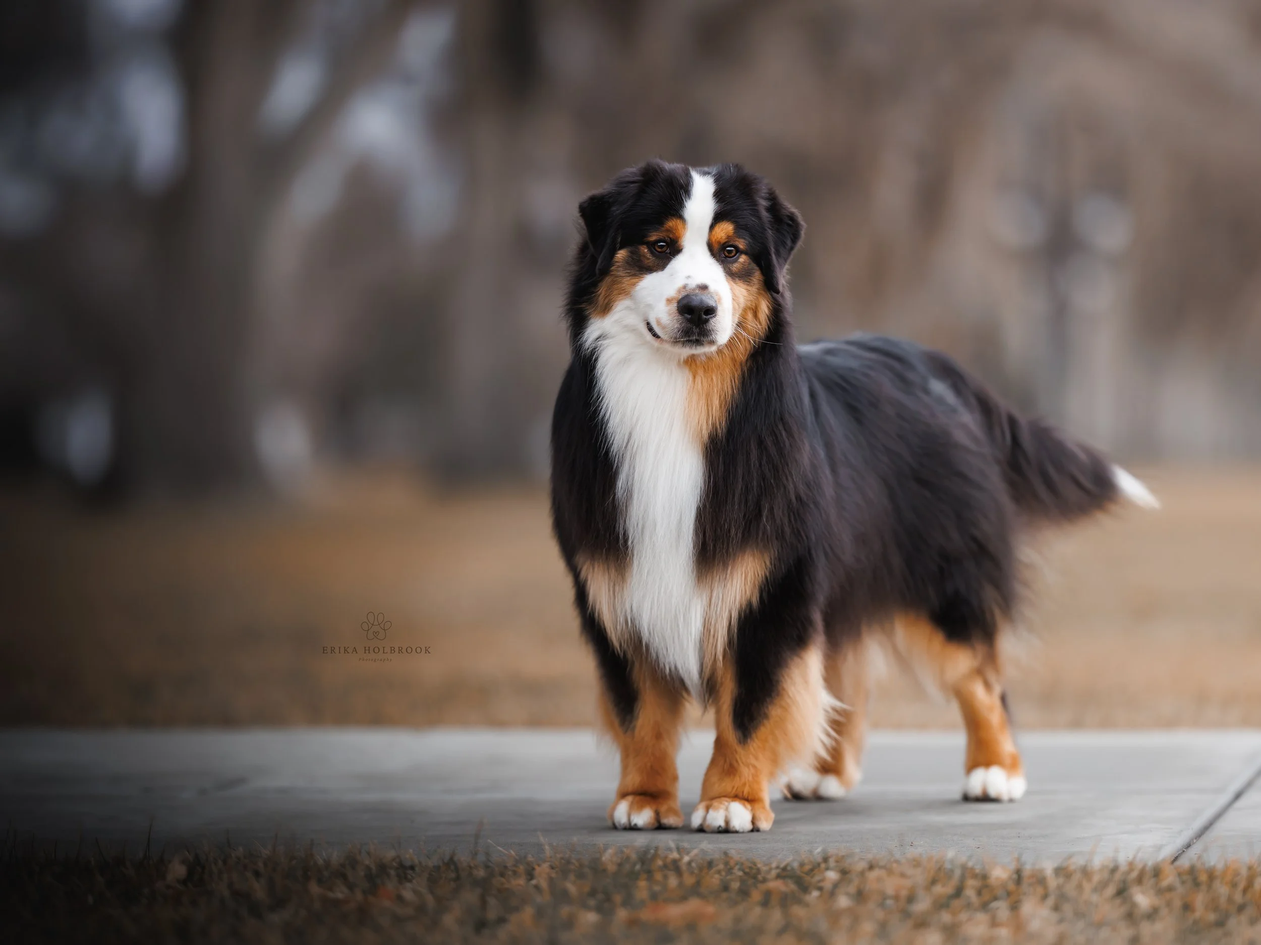 Black tri Miniature American Shepherd, also known as mini Aussie, Standing 3/4 turn, with a tail.