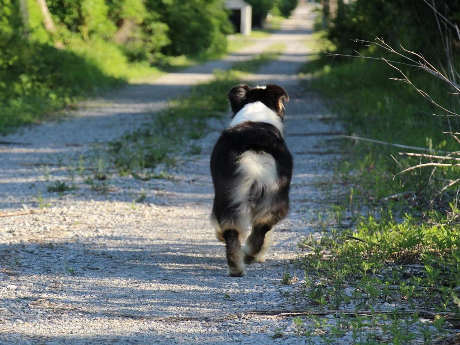 Miniature American Shepherd moving away, rear movement.