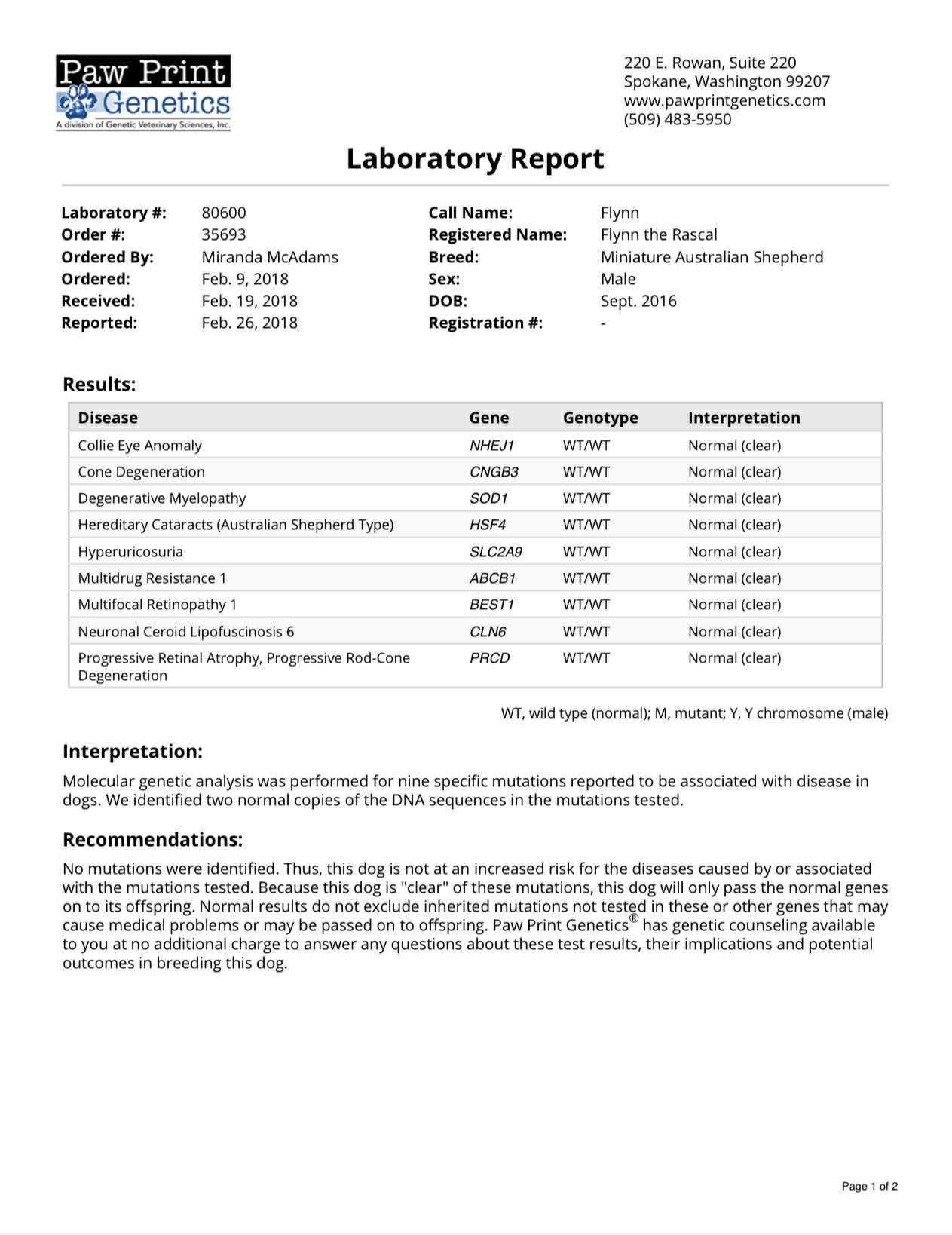 Laboratory report from Paw Print Genetics for a Miniature Australian Shepherd dog named Flynn, showing genetic test results for various health conditions and traits, with interpretations indicating normal findings.
