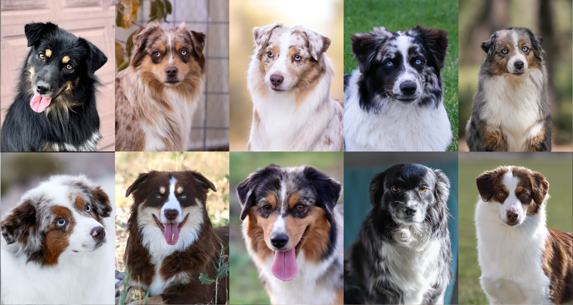 Comparison photos of Miniature American Shepherd female head types and ear sets.