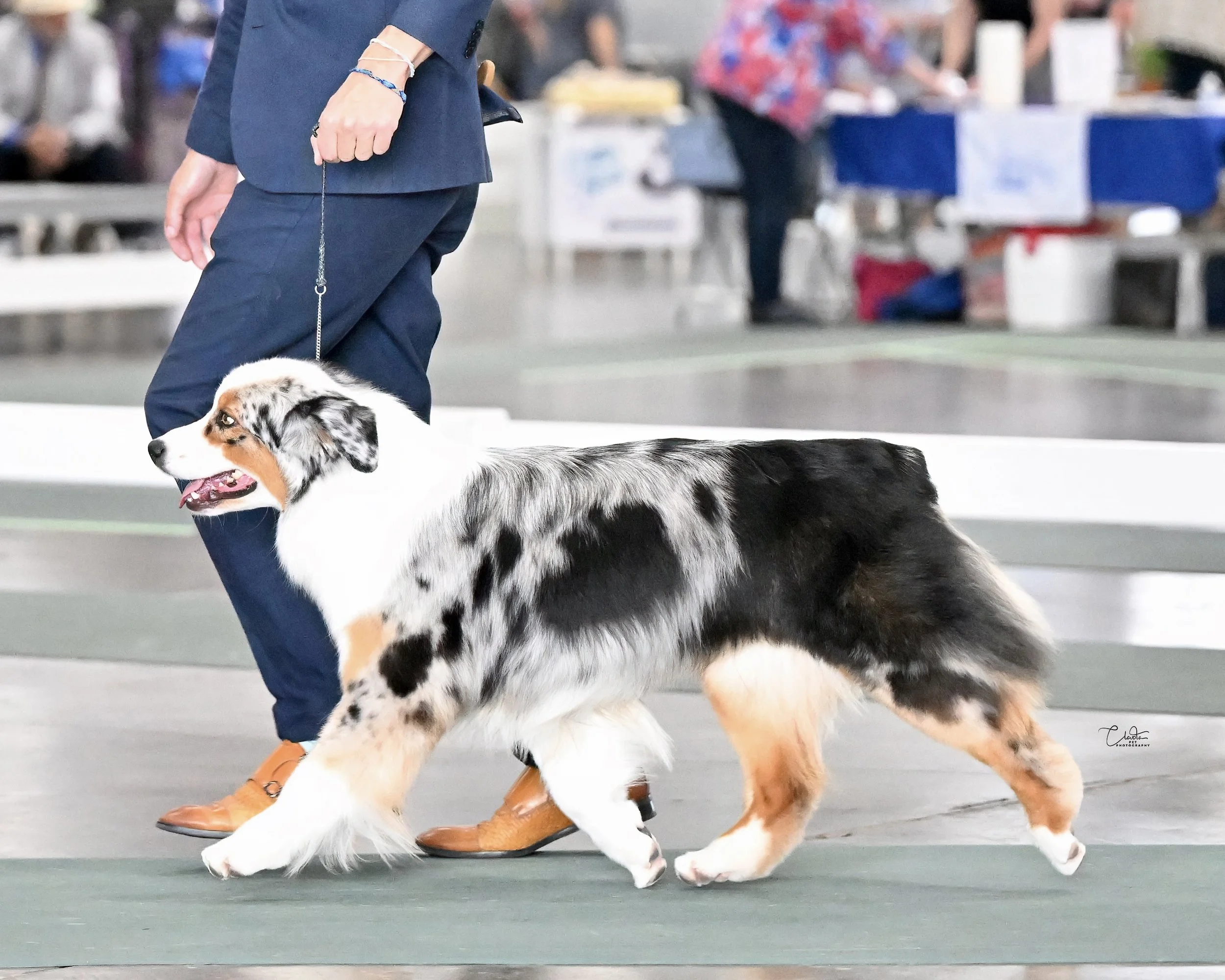 Australian Shepherd Dams — Painted Blue Aussies