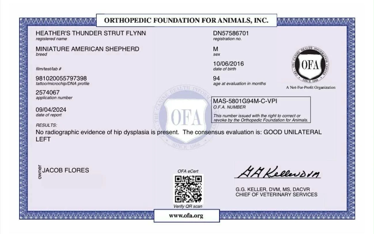 Certification document for a Miniature American Shepherd dog, named Heather's Thunder Strut Flynn, issued by the Orthopedic Foundation for Animals, Inc. Includes details like breed, sex, date of birth, and test results for hip dysplasia.