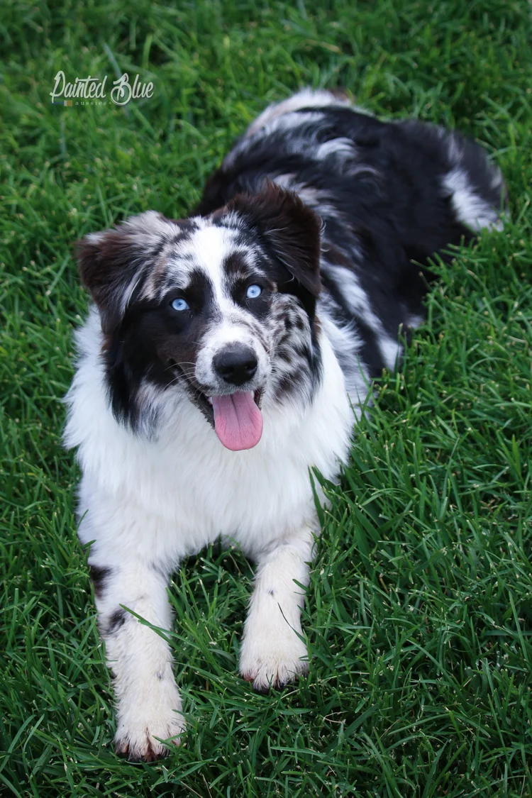 Exploring Australian Shepherd Coat Colors A Guide to the Stunning