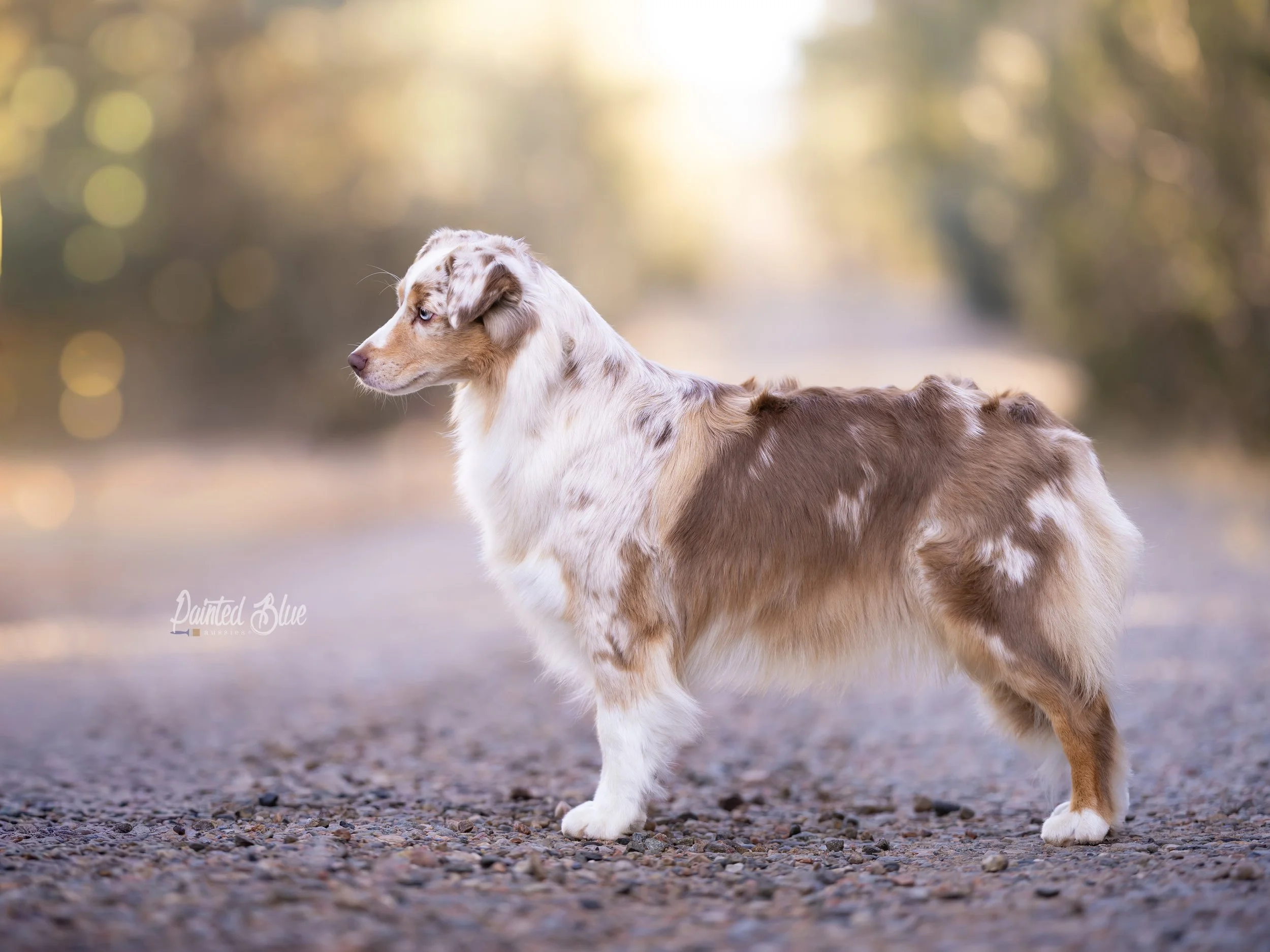 A red merle Mini American Shepherd standing on a gravel path with blurred trees and sunlight in the background. Also known as red merle Mini Aussie