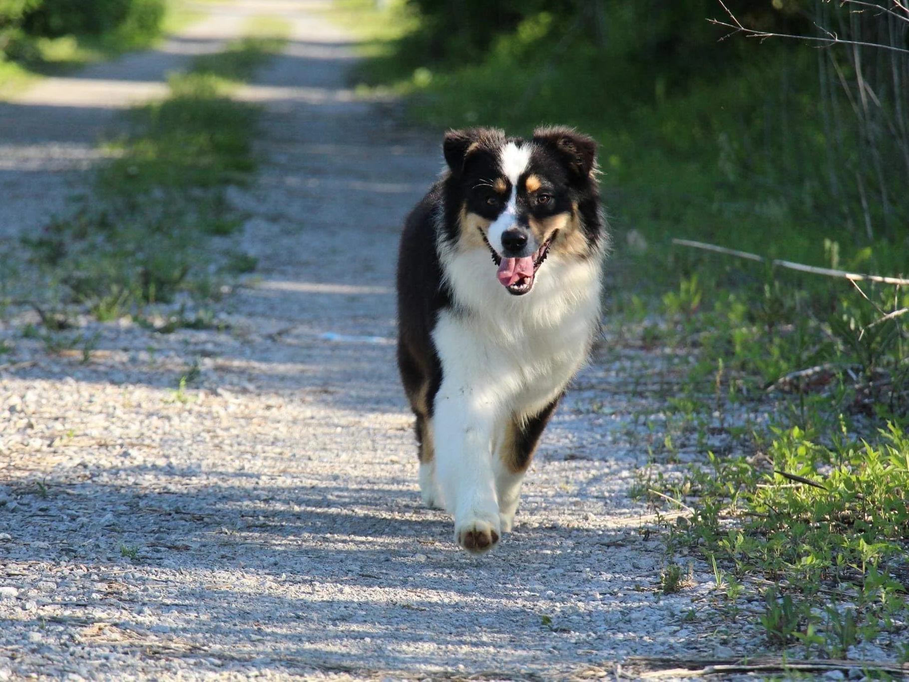 Miniature American Shepherd front movement.