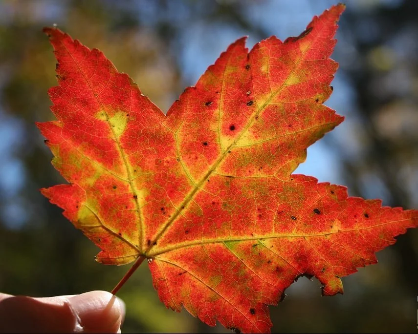 The Autumn Classic