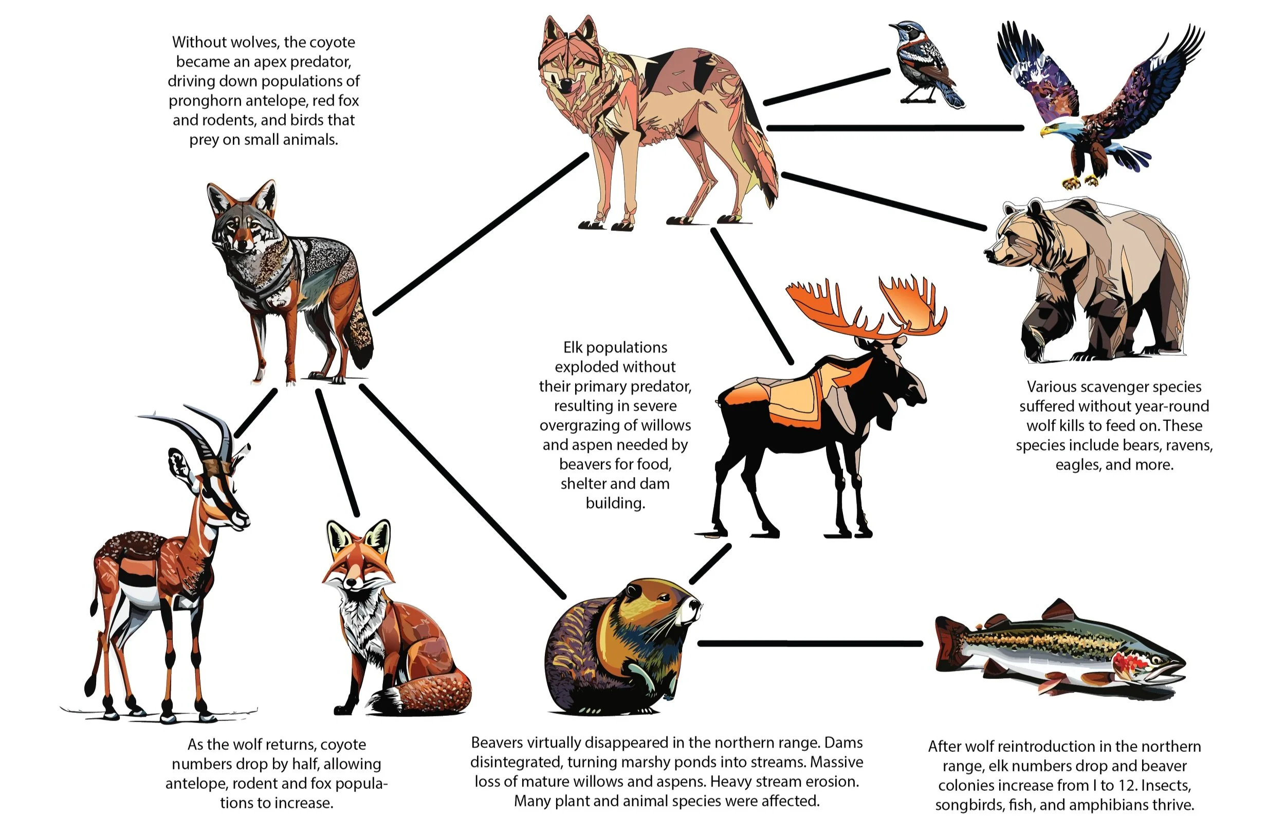 Wildlife — GYE Project