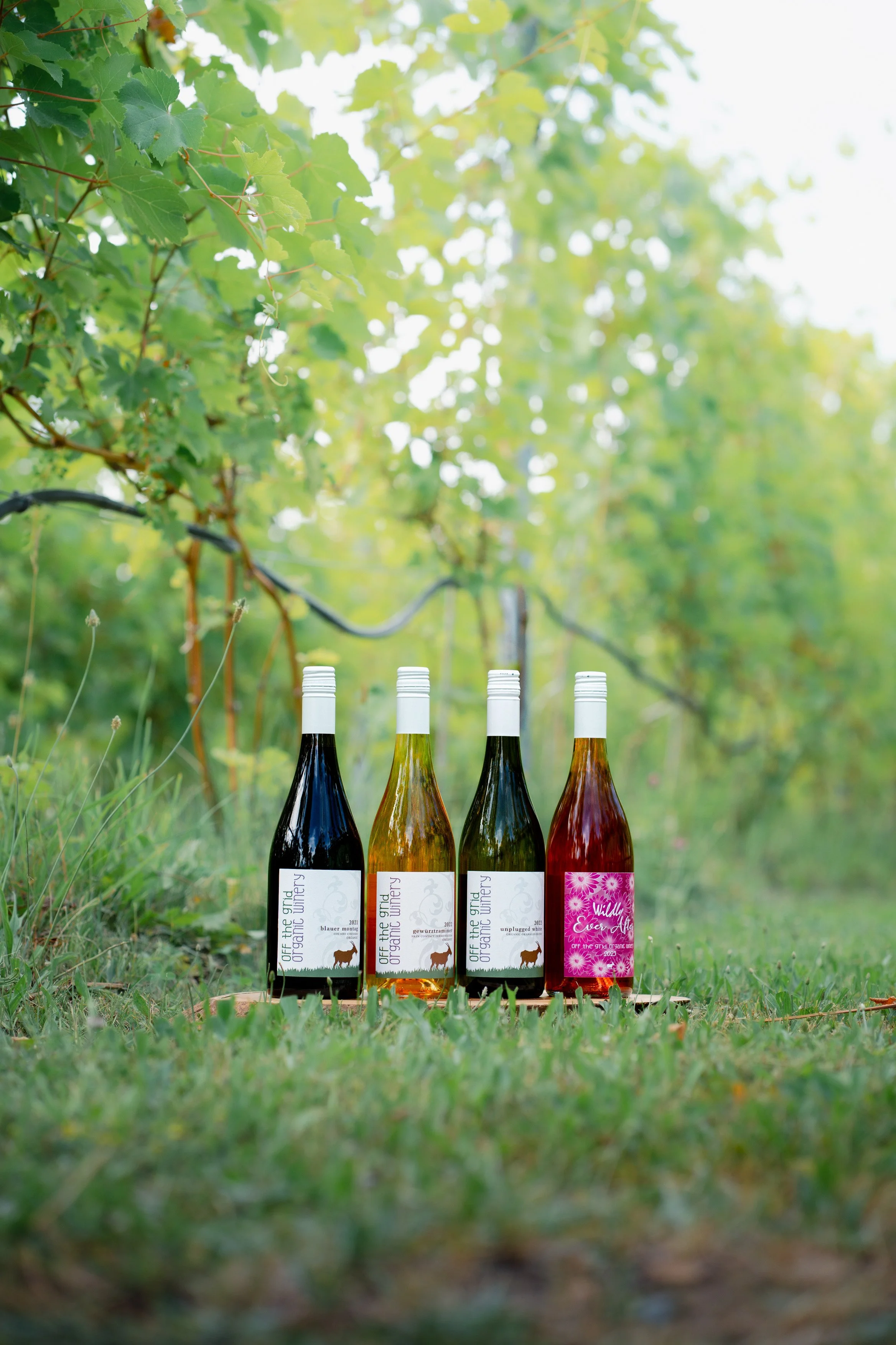 Wine 101 at Off the Grid - Body, Alcohol, Tannin