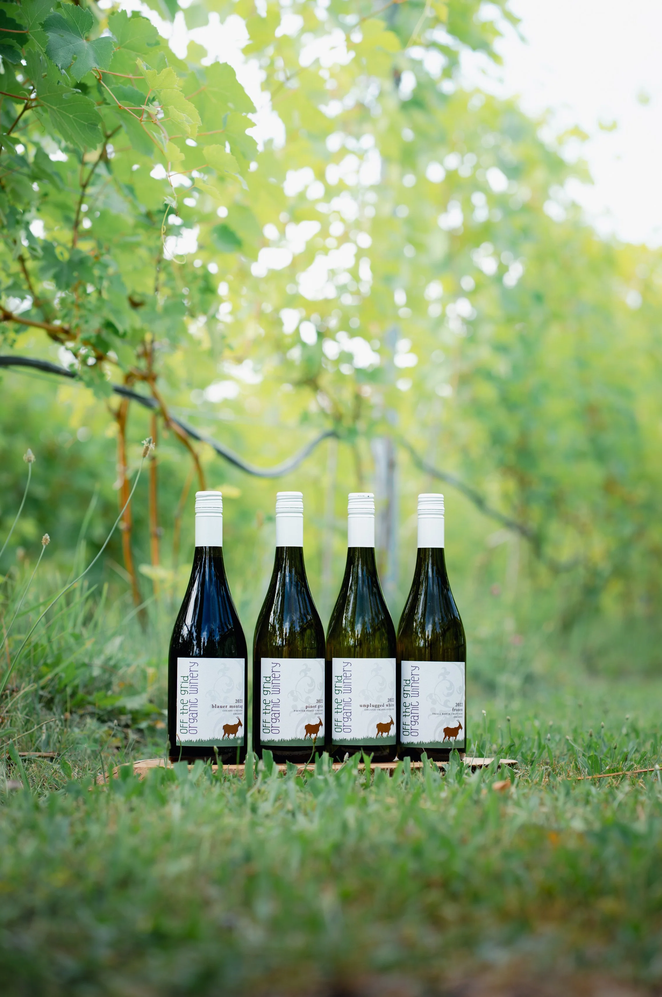 Wine 101 at Off the Grid ~ Red Wine & Grilled Meats Fathers Day Class