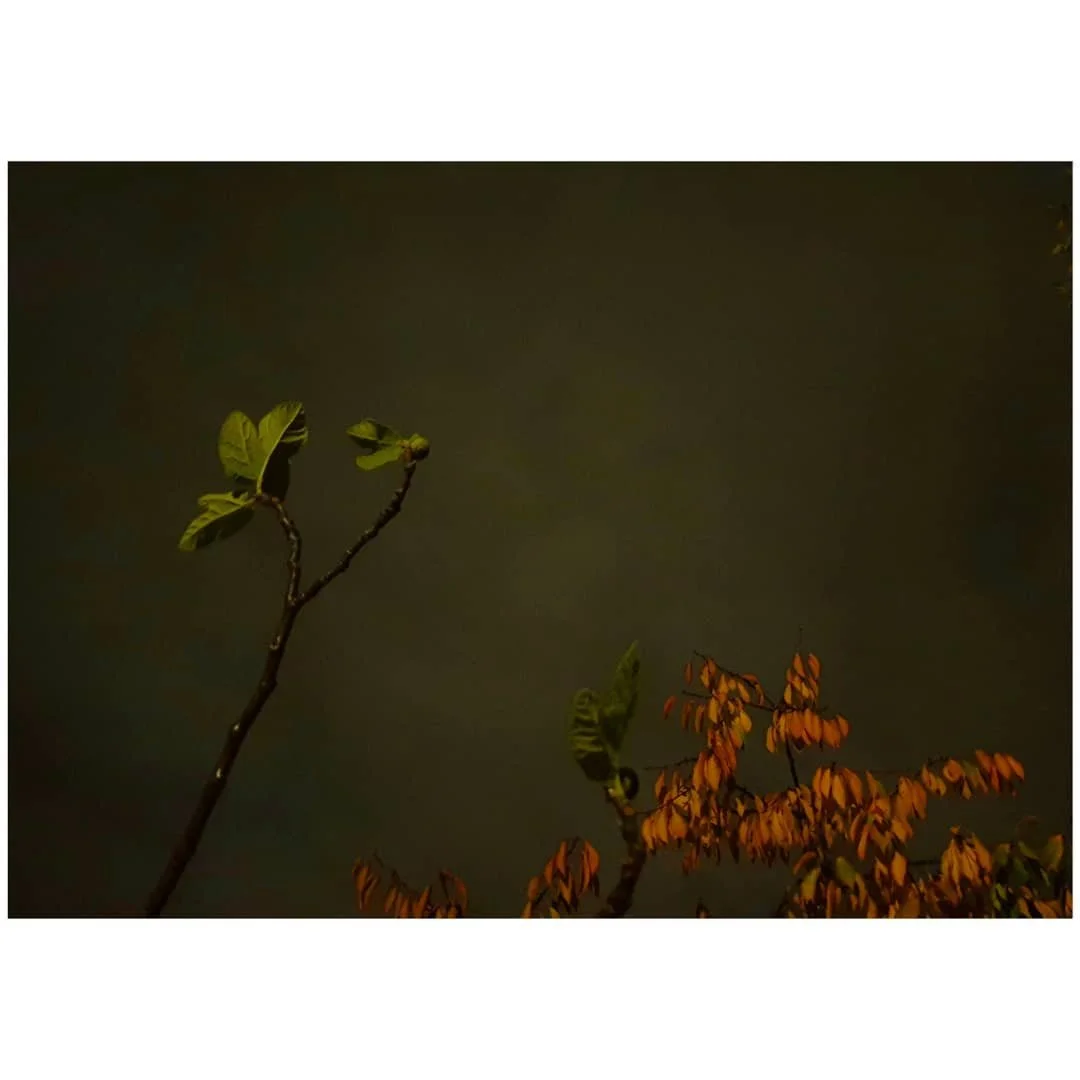 2565406252134078862_3981973293.jpg