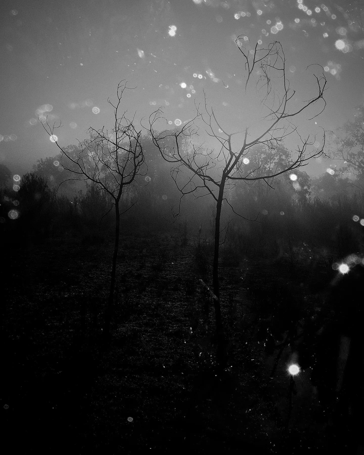 Silhouettes of leafless trees in a foggy landscape with water droplets on the lens, creating a mysterious atmosphere.