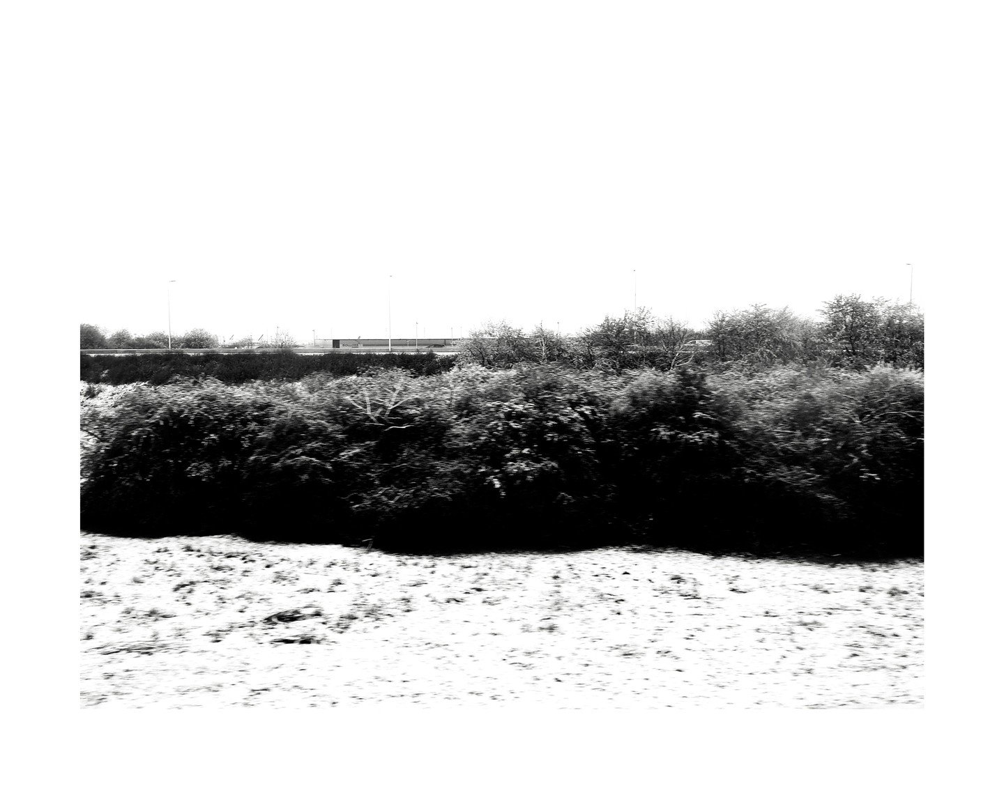 Black and white photo of snow-covered bushes and trees with a building in the background.