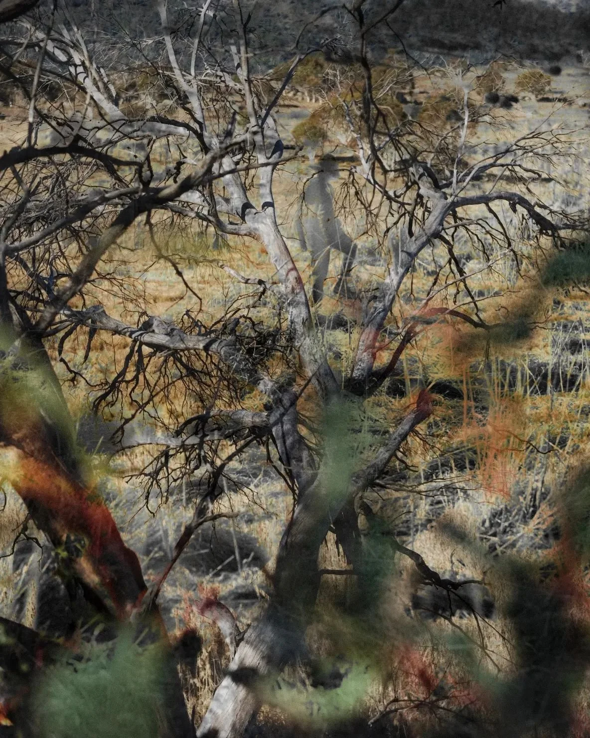 A dry, tangled tree in a desert landscape with sparse vegetation and a mountainous backdrop.
