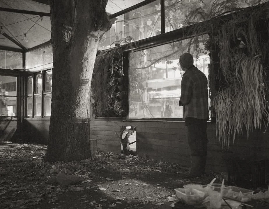 Black and white photo of a person indoors, surrounded by plants and a large tree, looking out a window with leaves on the ground.