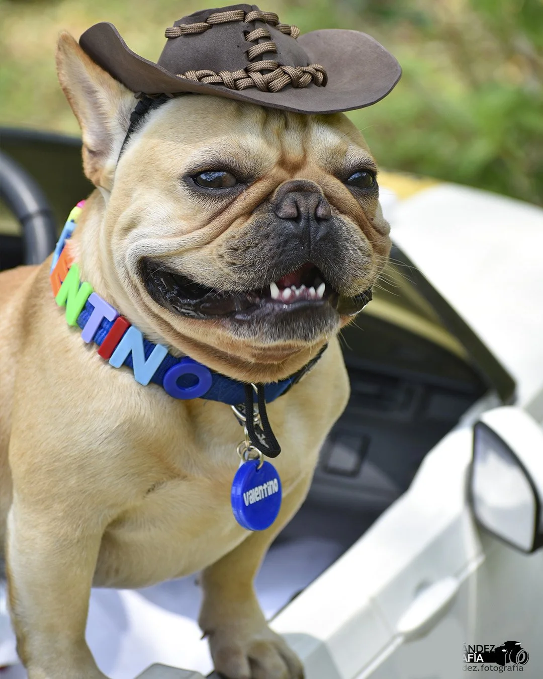 Valentino Frenchie el perrito de la gorrita con su gorra de vaquero y collar con su nombre