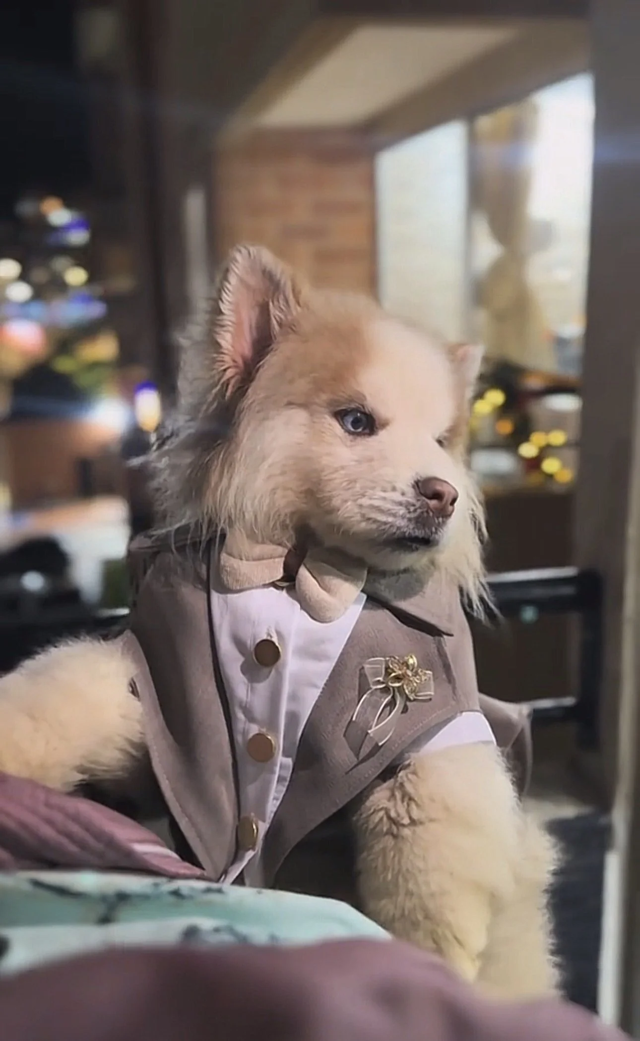 Appa con su traje luciendo para las cámaras