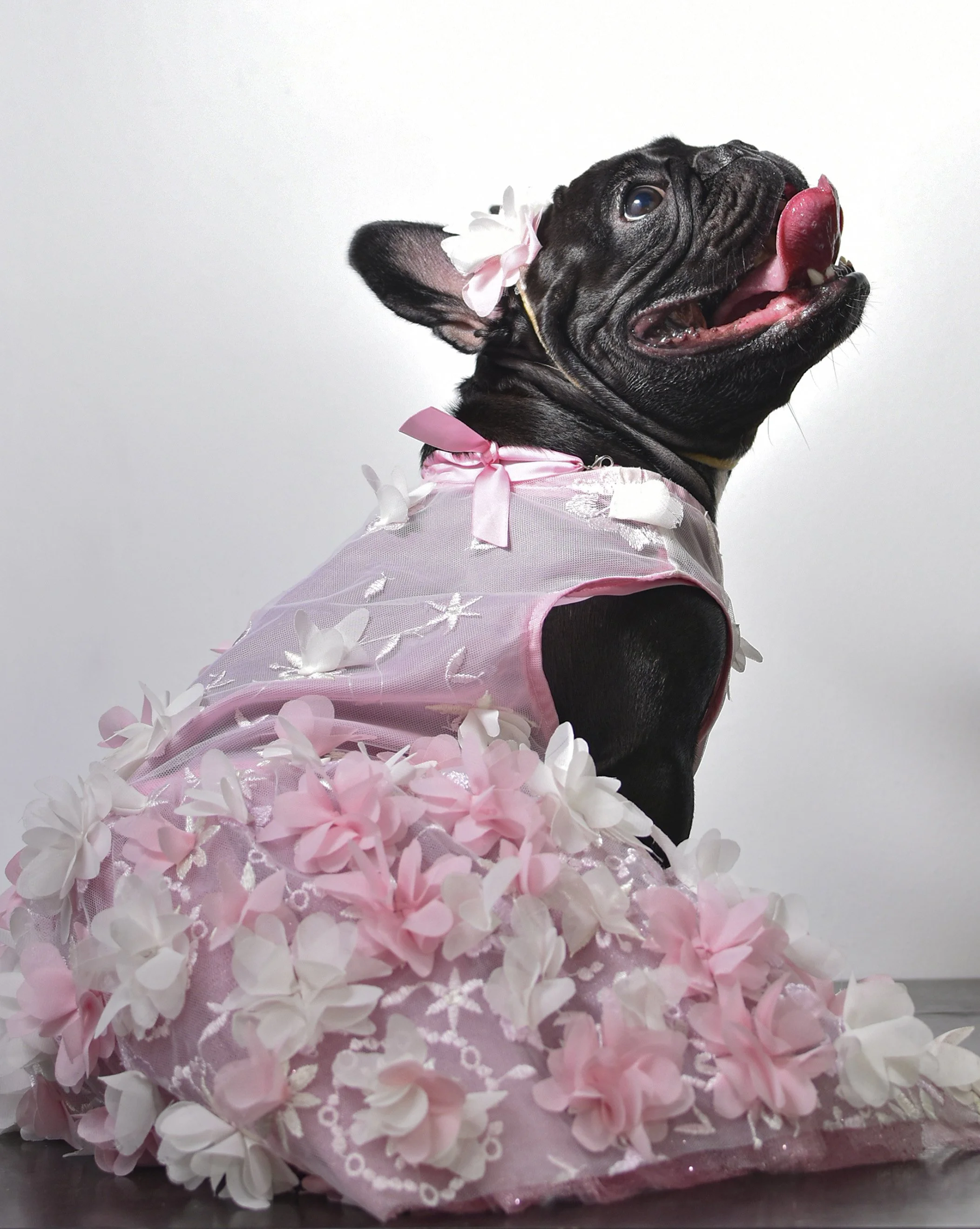 Dakota frenchie con un vestido rosado super fashion posando para la cámara