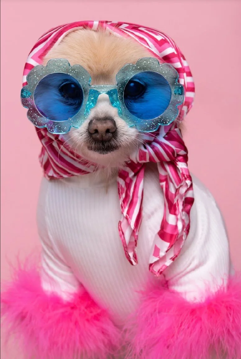 Pamela pomeranian mexicana reconocida modelo canina con un traje rosa, lentes y pañuelo