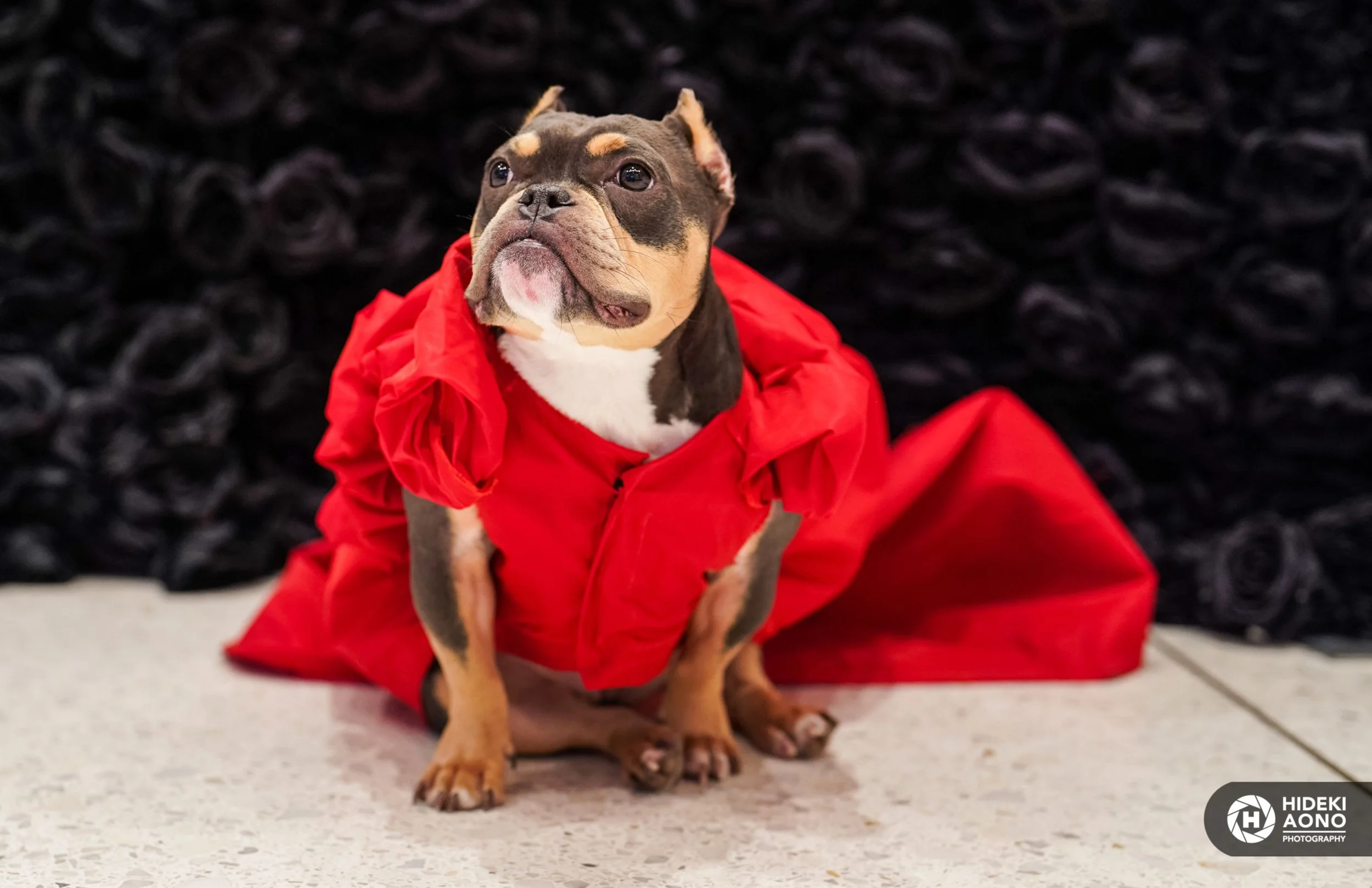 Saya Sugarbutt posando para la cámara con un traje realizado por Antony Rubio para un desfile de Pet Gala basado en un traje de Shakira
